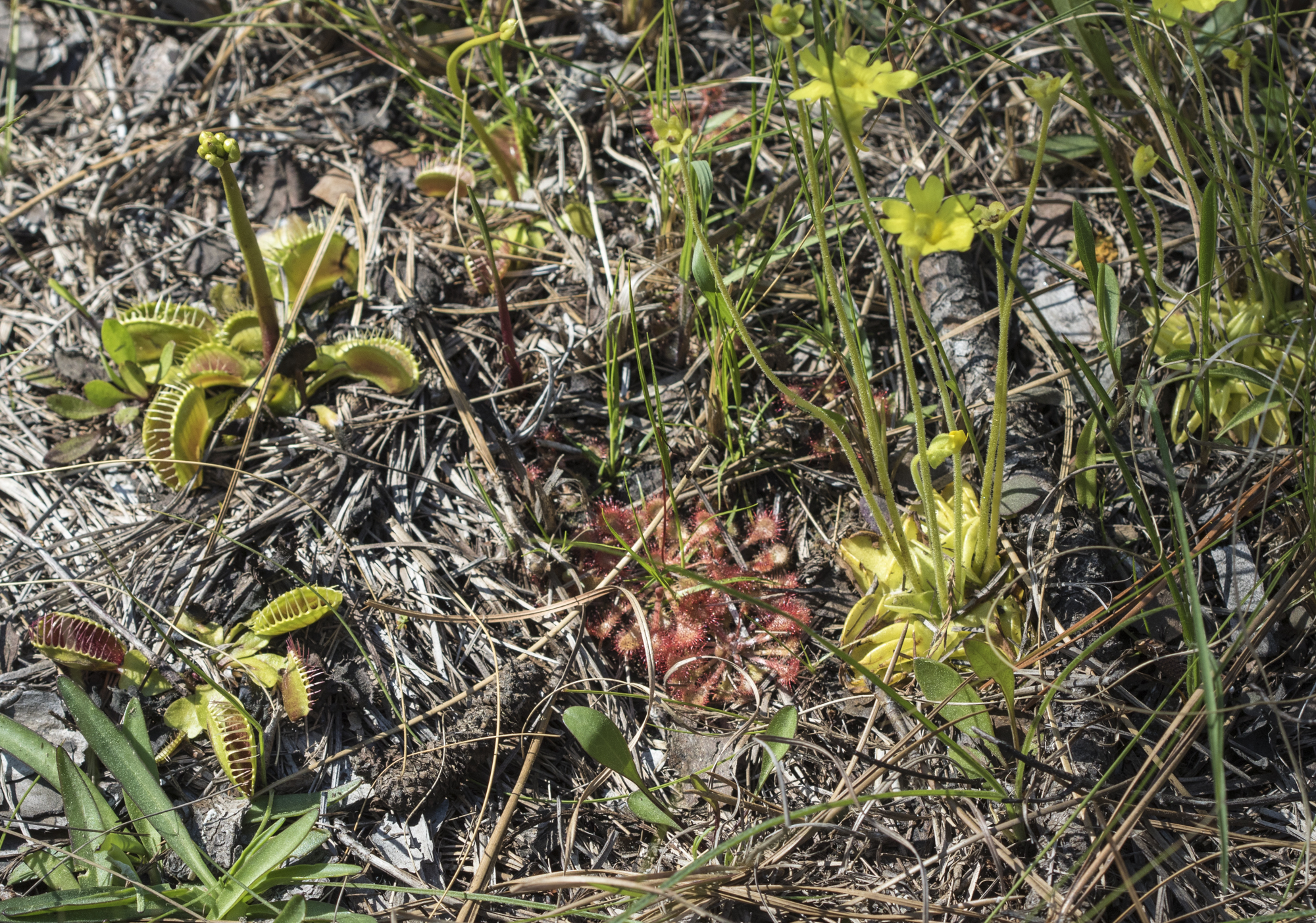 carnivorous lants in green swamp