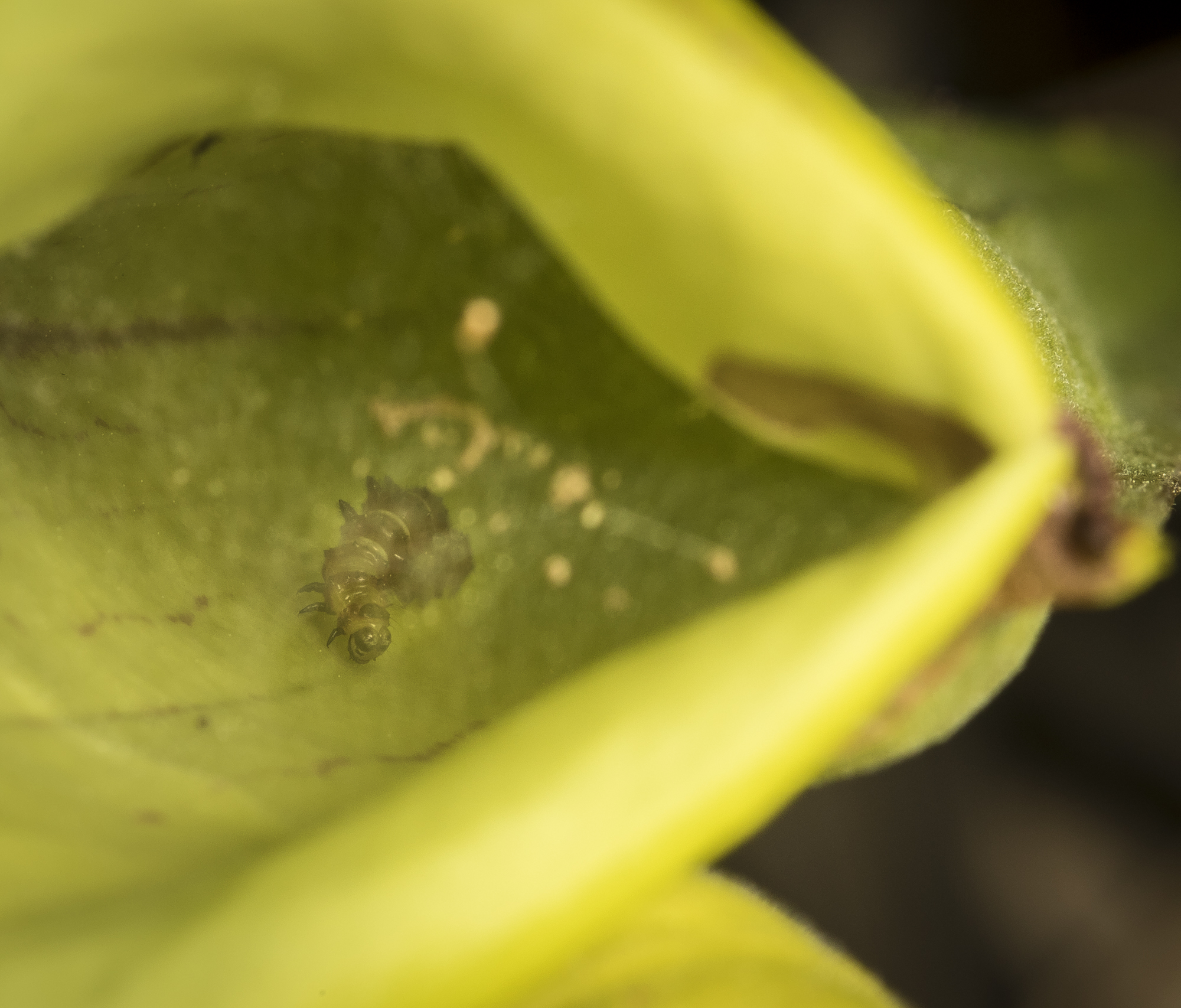 caterpillar in pitcher plant