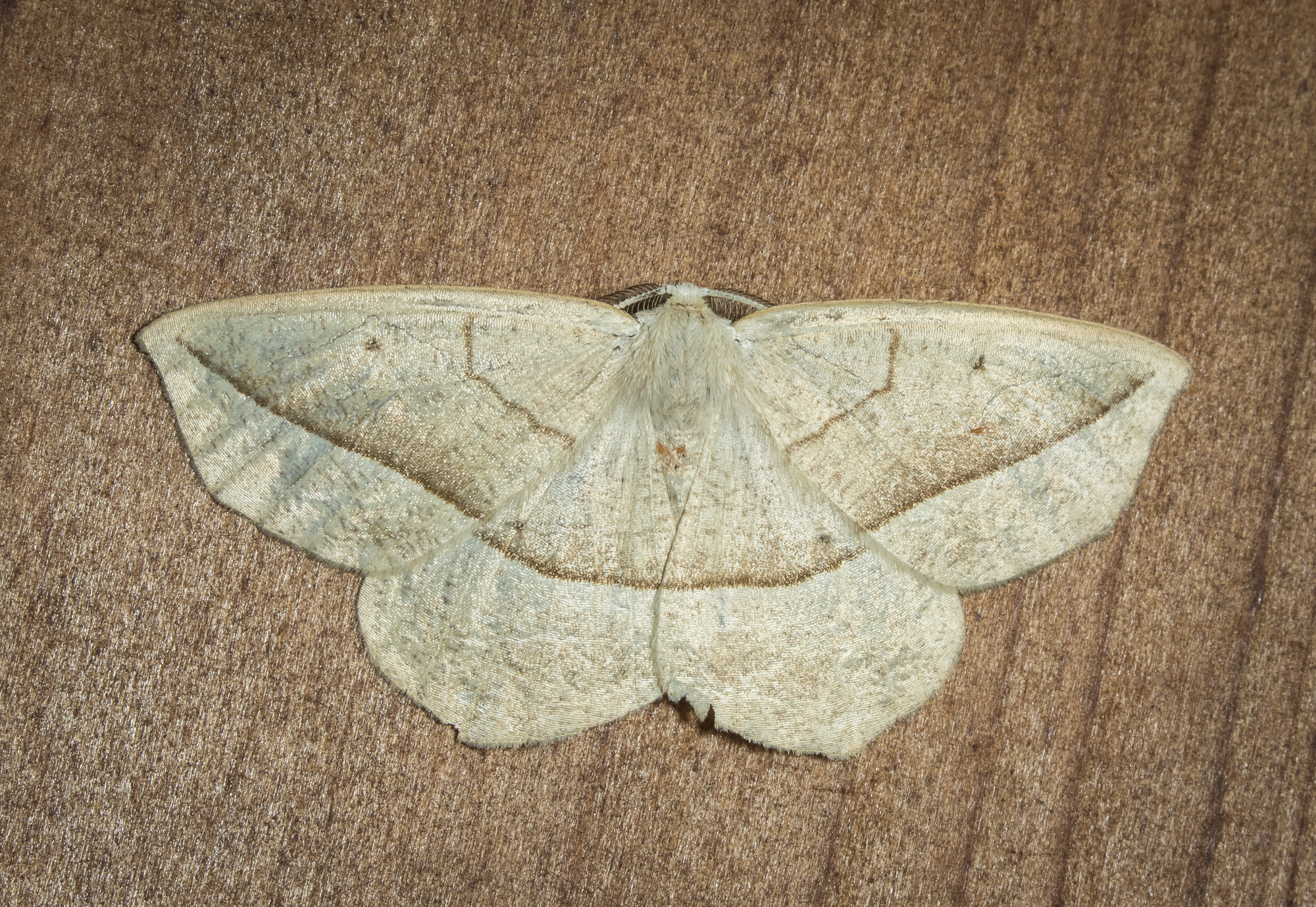 Confused Eusarca, Eusarca confusaria