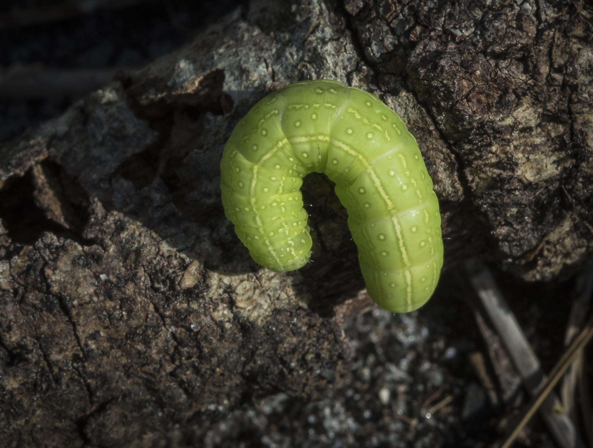 Dark marathyssa or Roland's sallow?