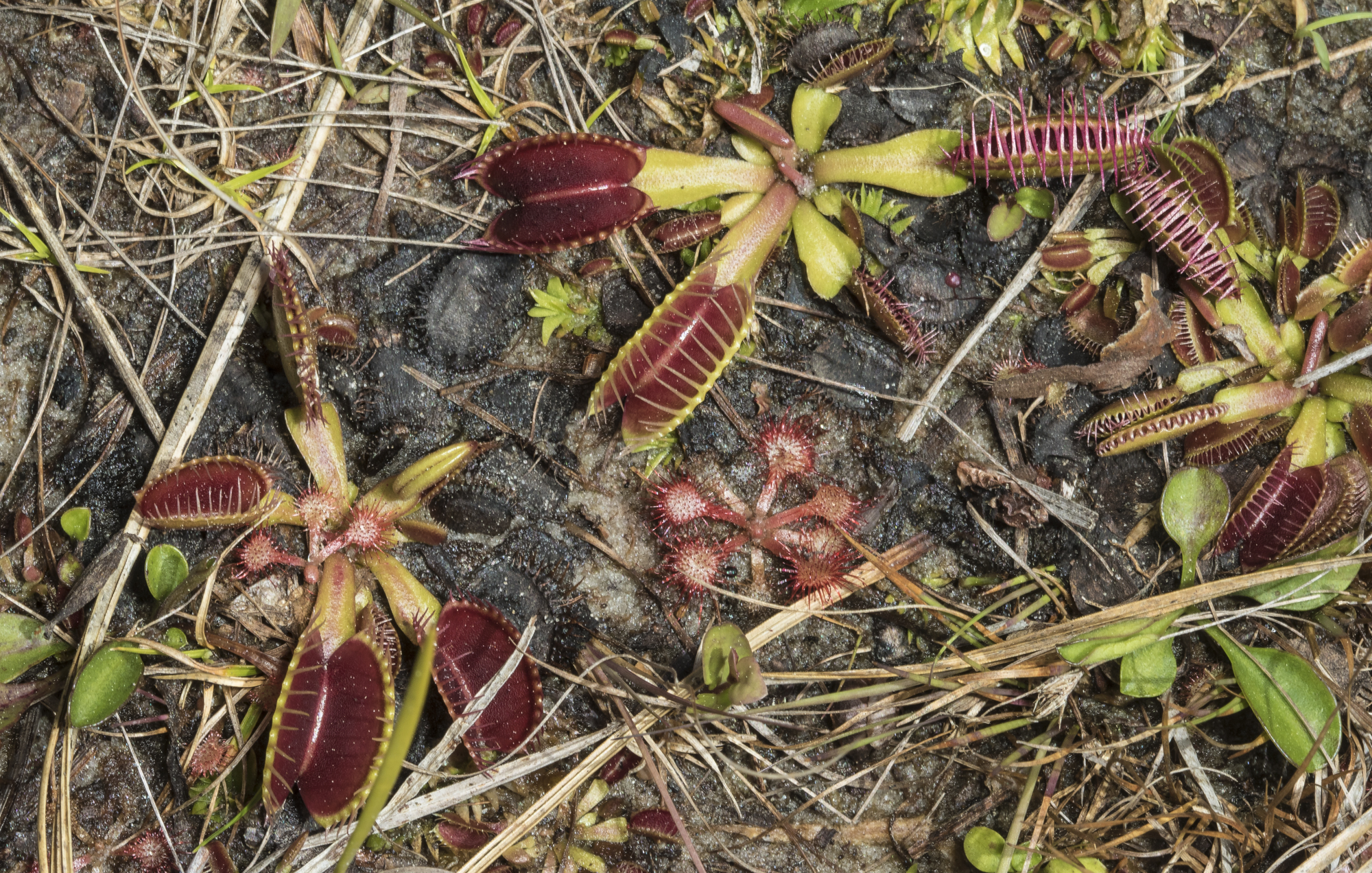Flytraps and sundews