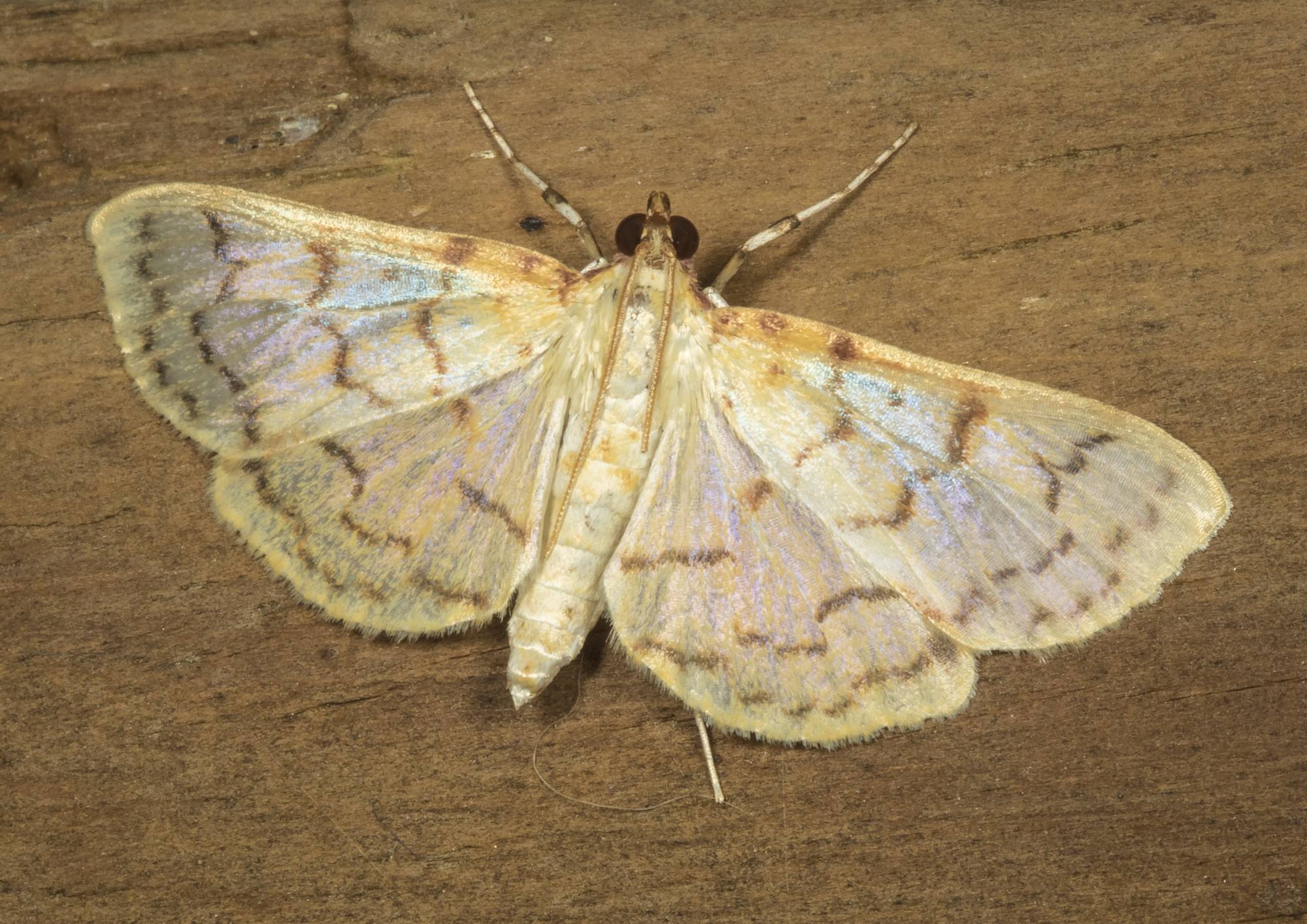 Ironweed root moth, Polygammodes flavidalis
