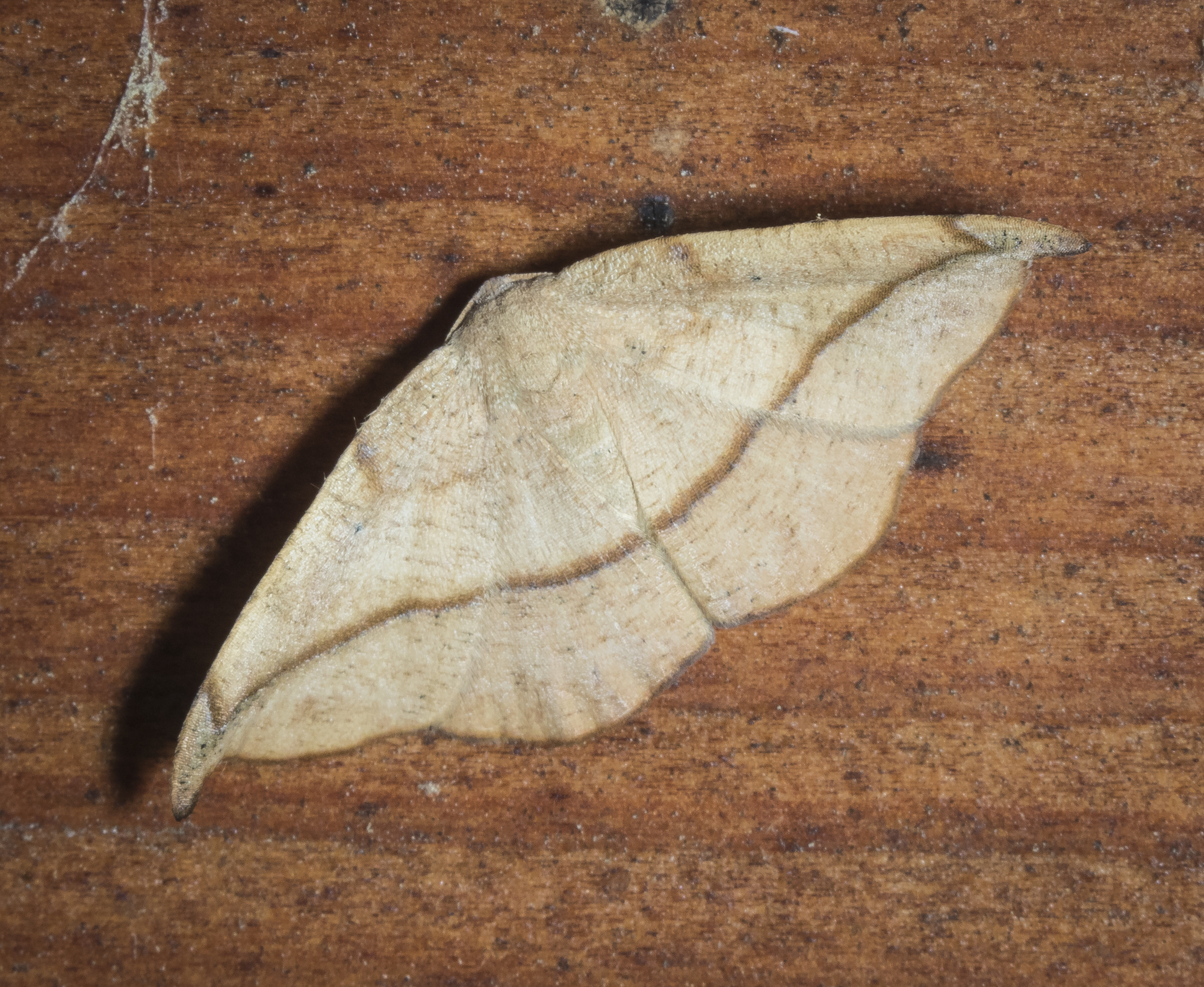 Juniper twig geometer, Patalene olyzonaria