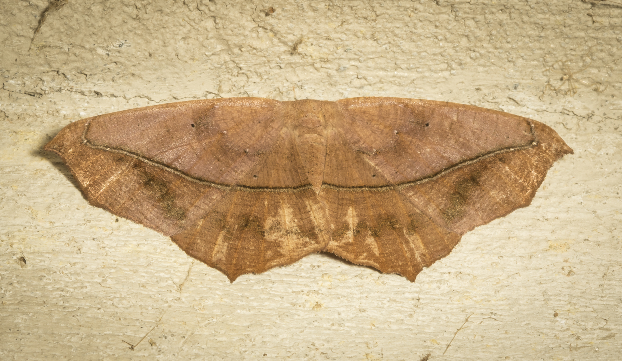 Large maple spanworm moth, Prochoerodes lineola