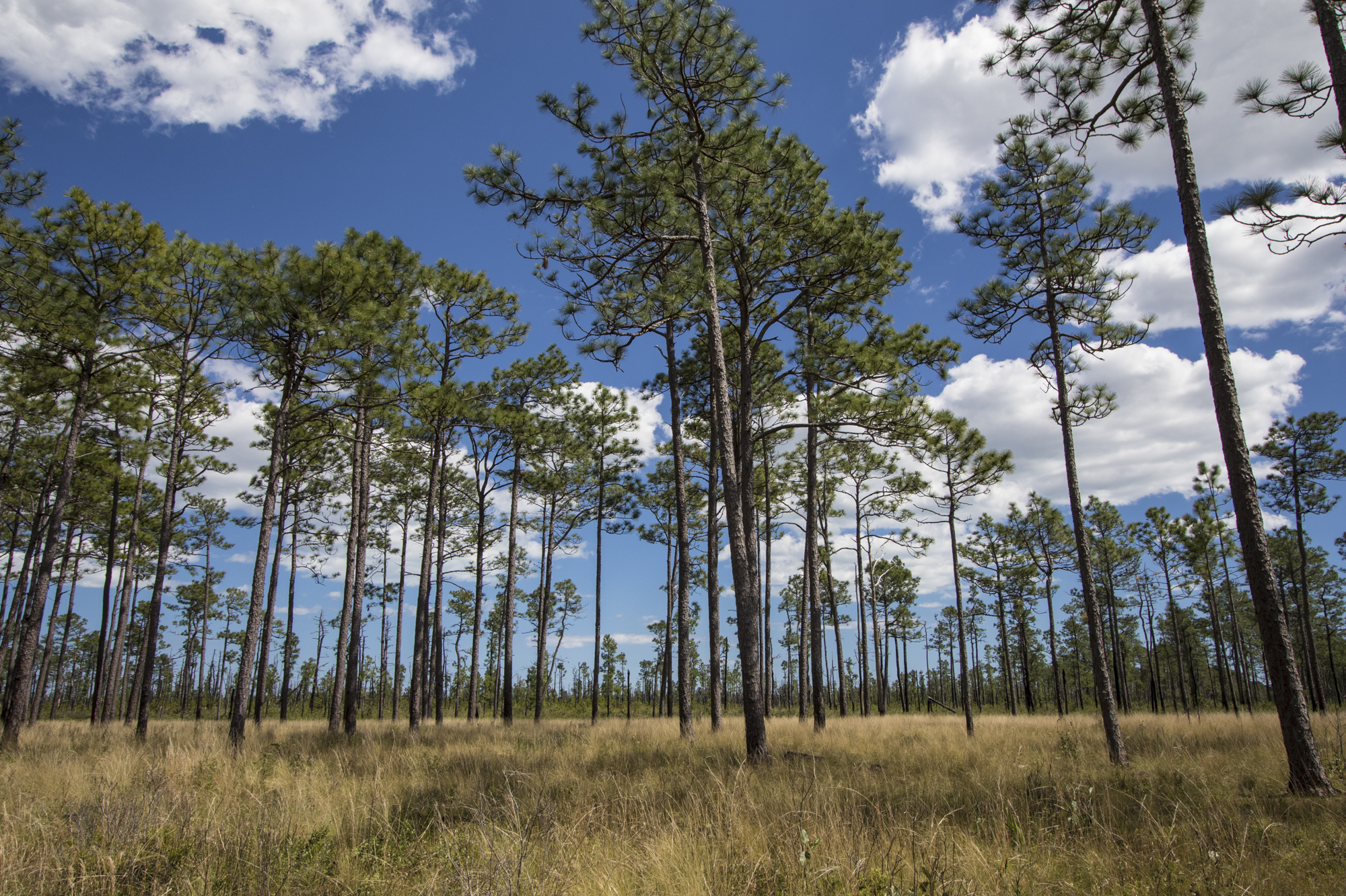Longleaf pine savanna