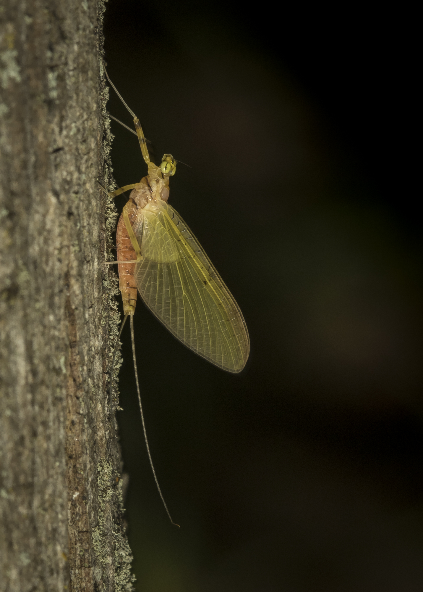 mayfly on tree 1