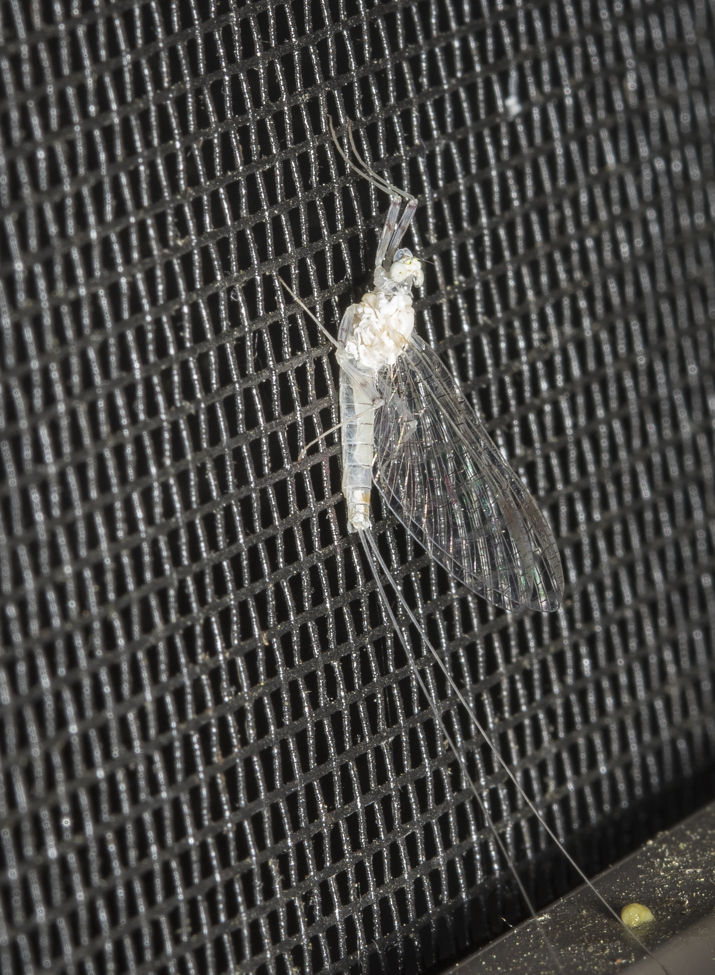 mayfly subimago?