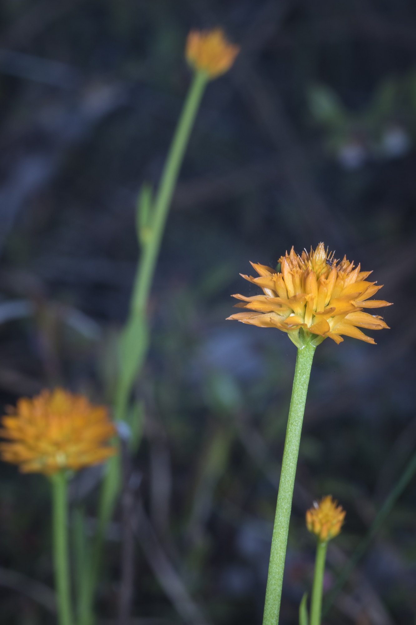 Orange milkwort