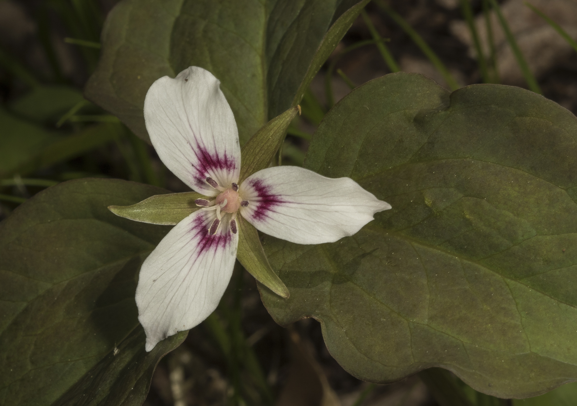 painted trillium