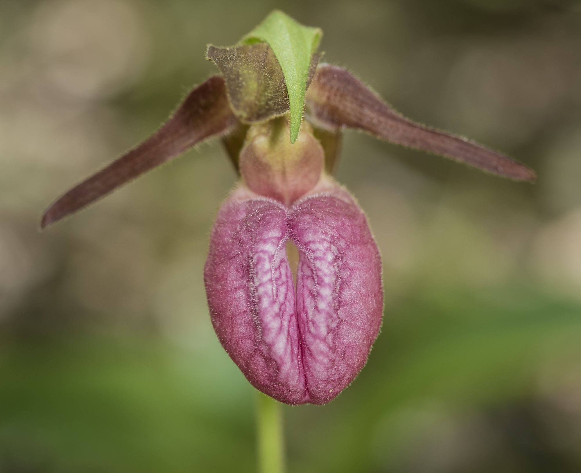 pink lady slipper orchid