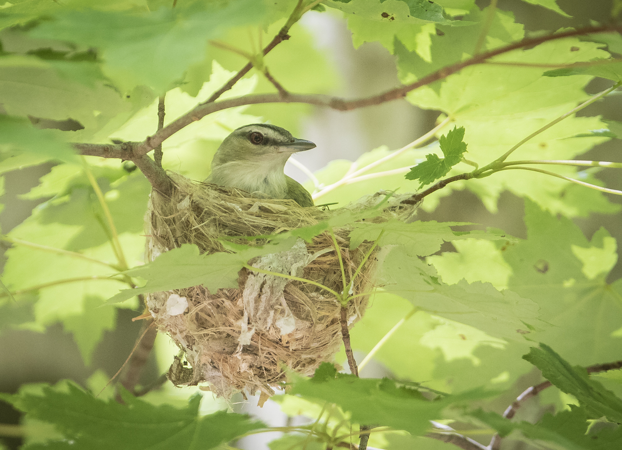 Red-eyed vireo on nest