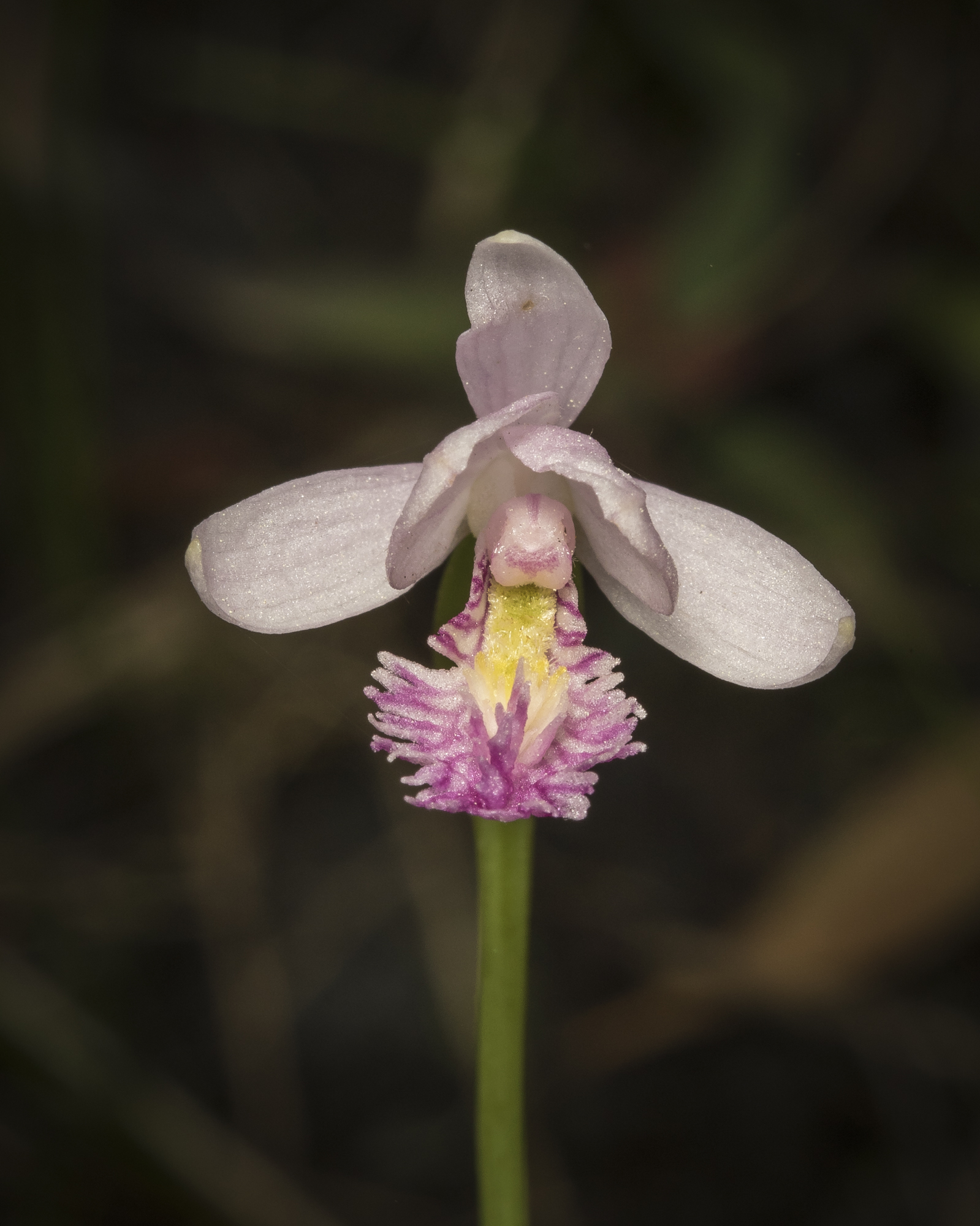 rose pogonia orchid open flower 1