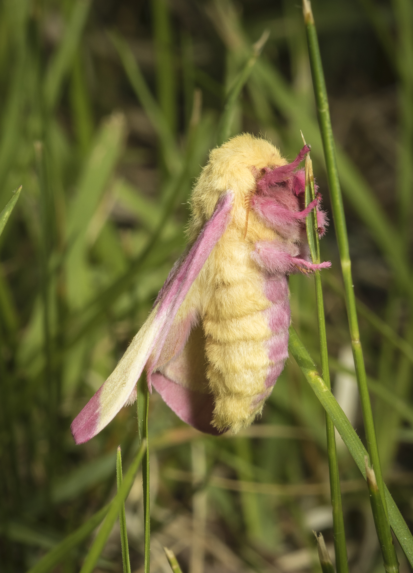 rosy maple moth emerging