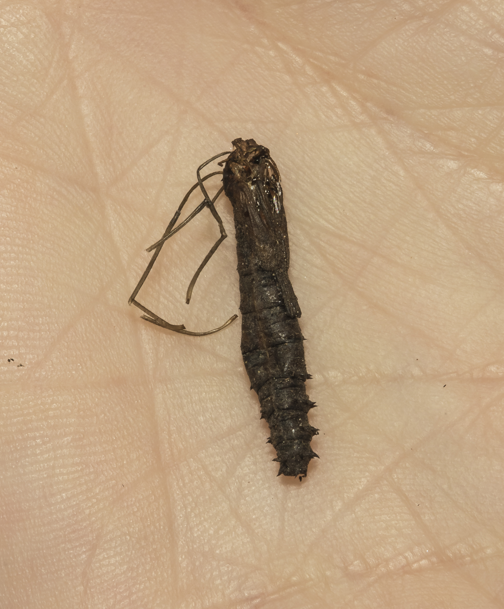 rosy maple moth pupal case