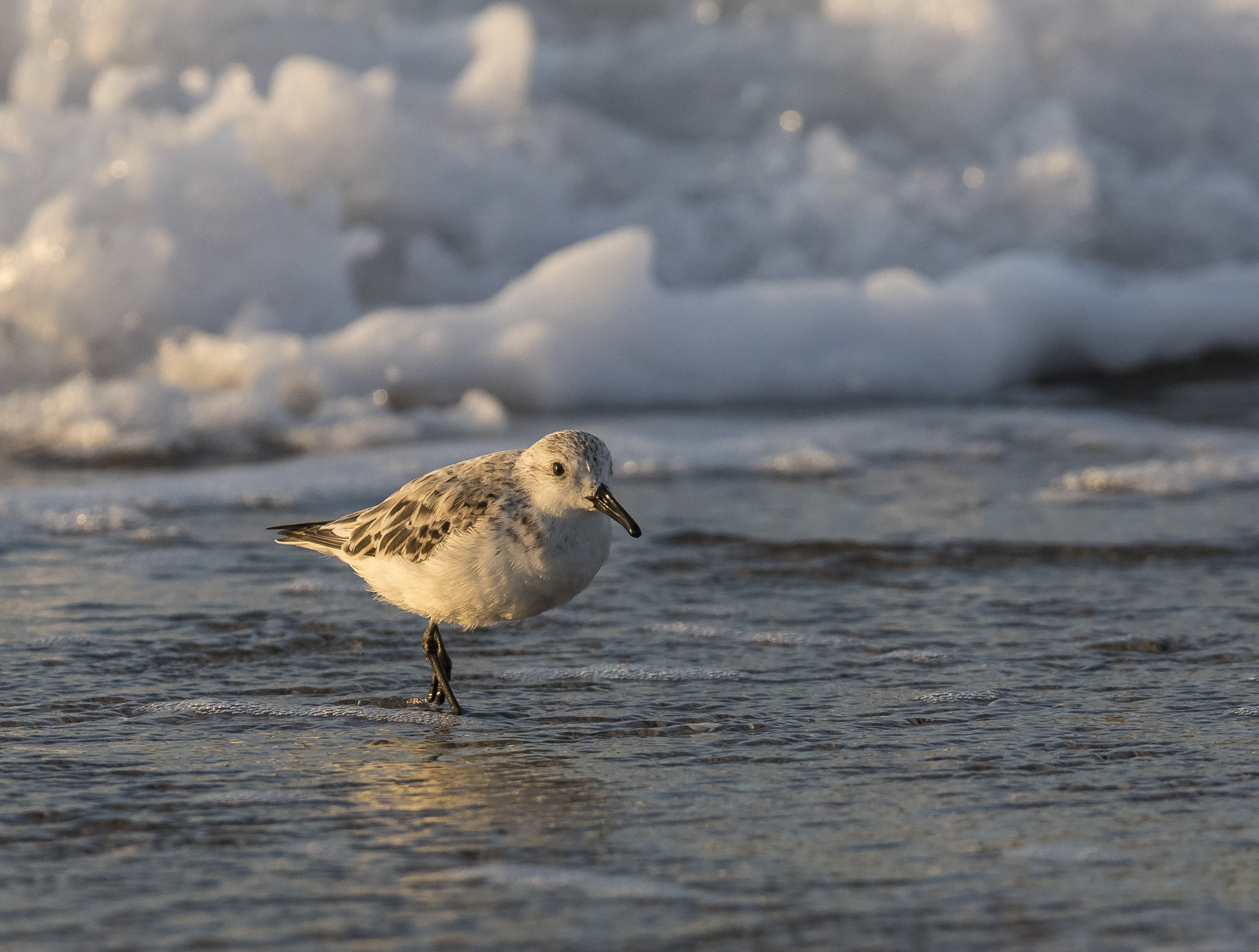 Sanderling at sunrise 1