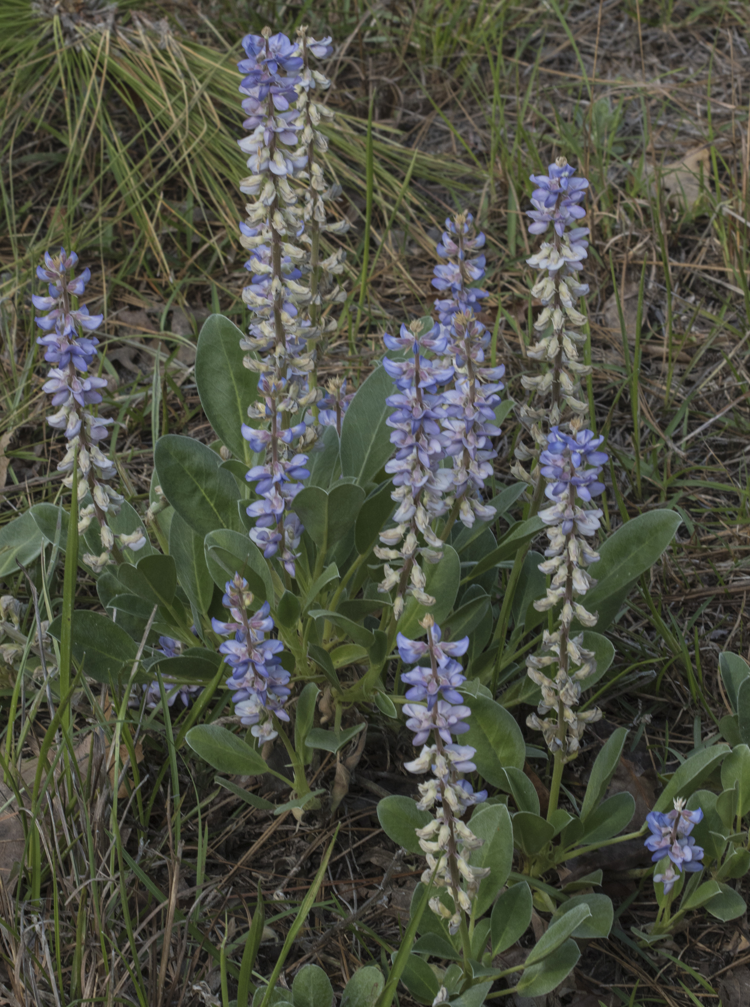 Sandhills lupine whole plant view