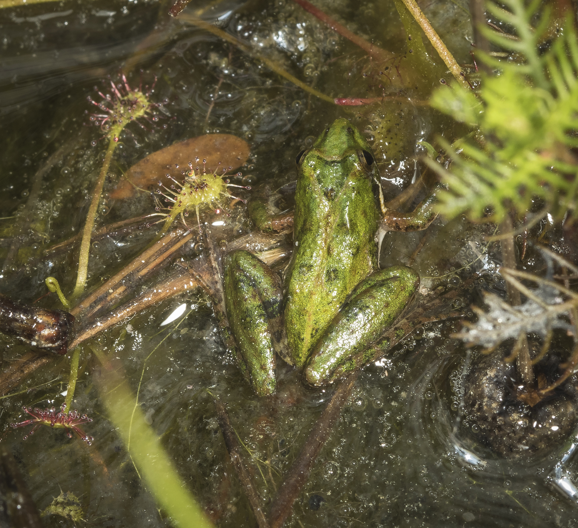 Southern cricket frog