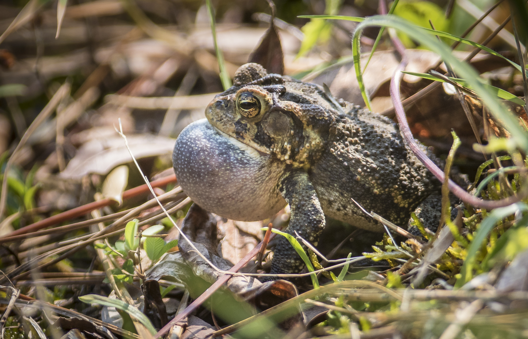 Southern toad calling