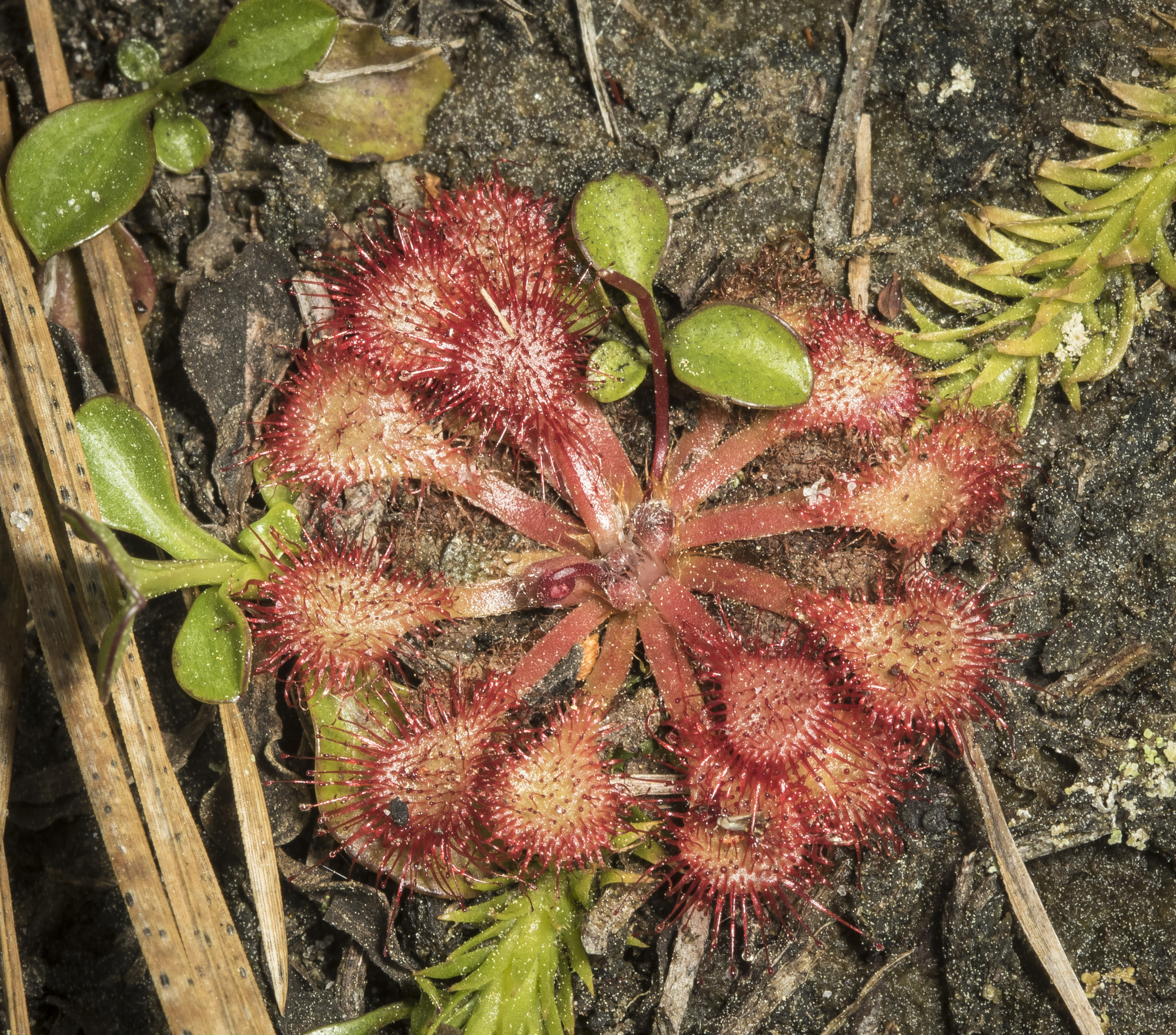 sundew