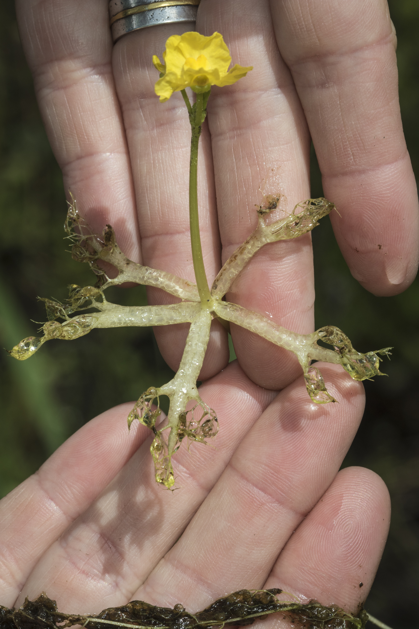 Utricularia radiata