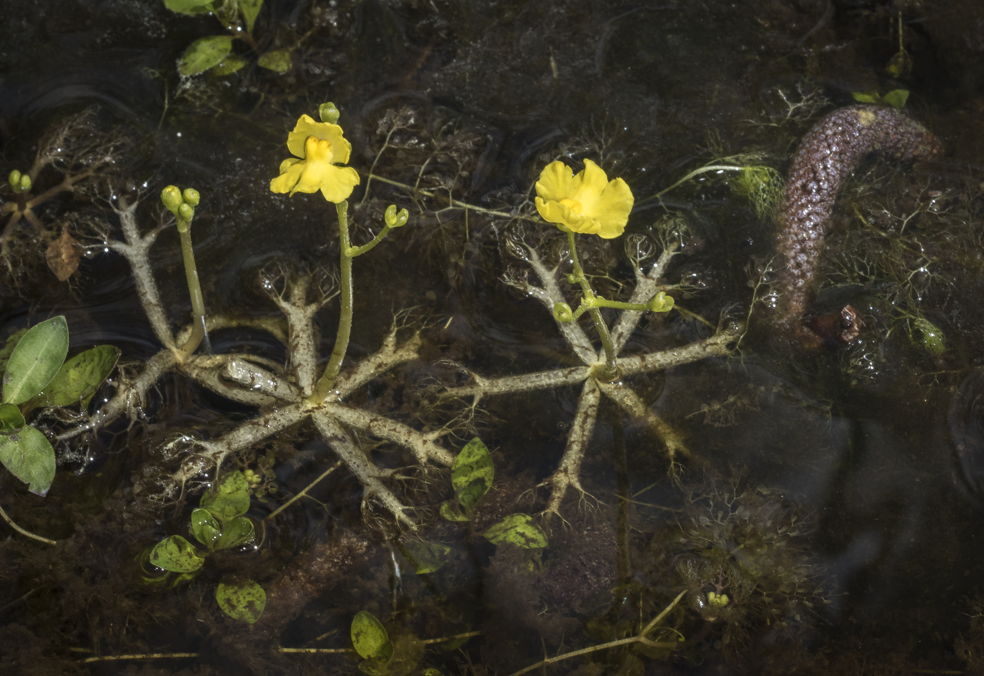Utricularia radiata?