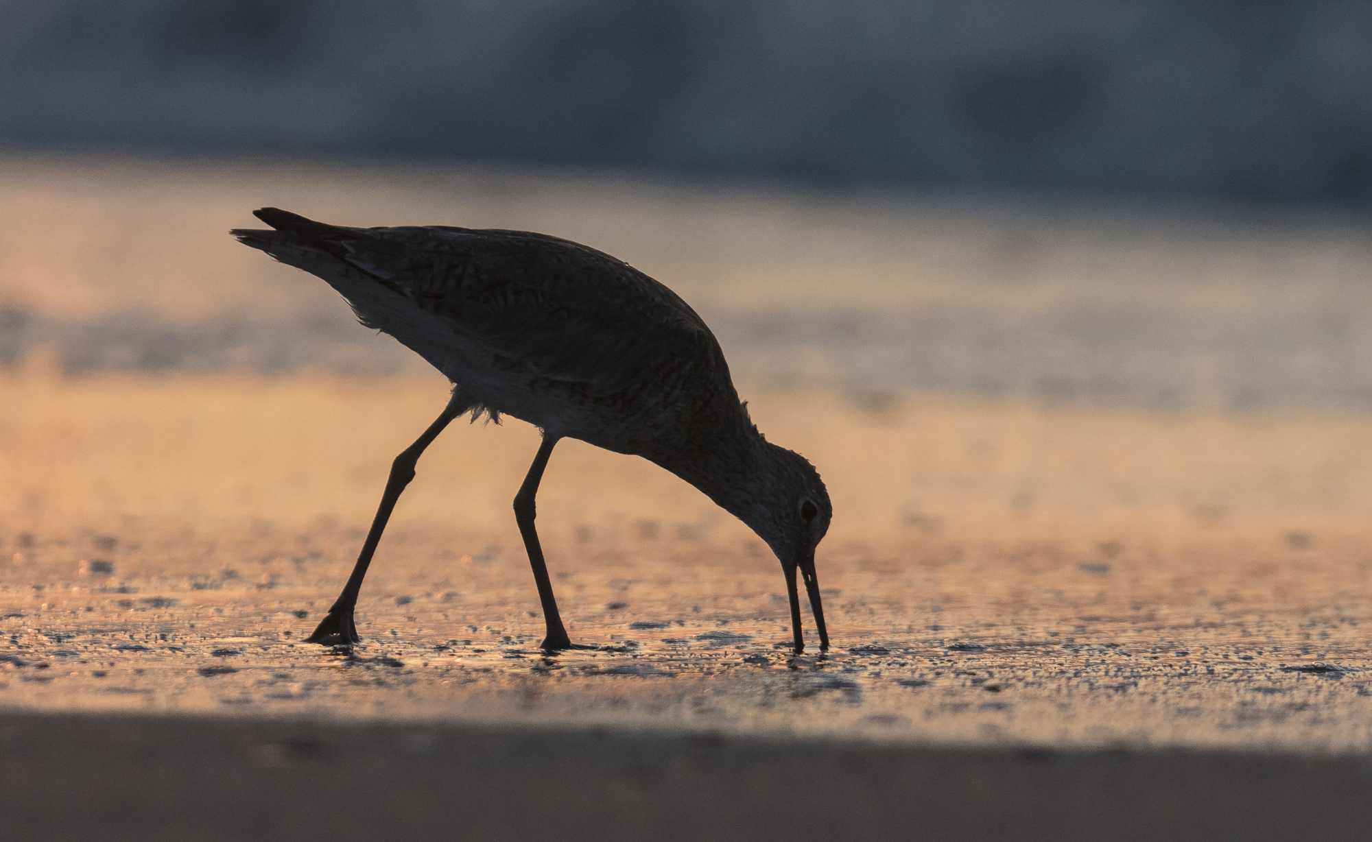 Willet feeding at sunrise