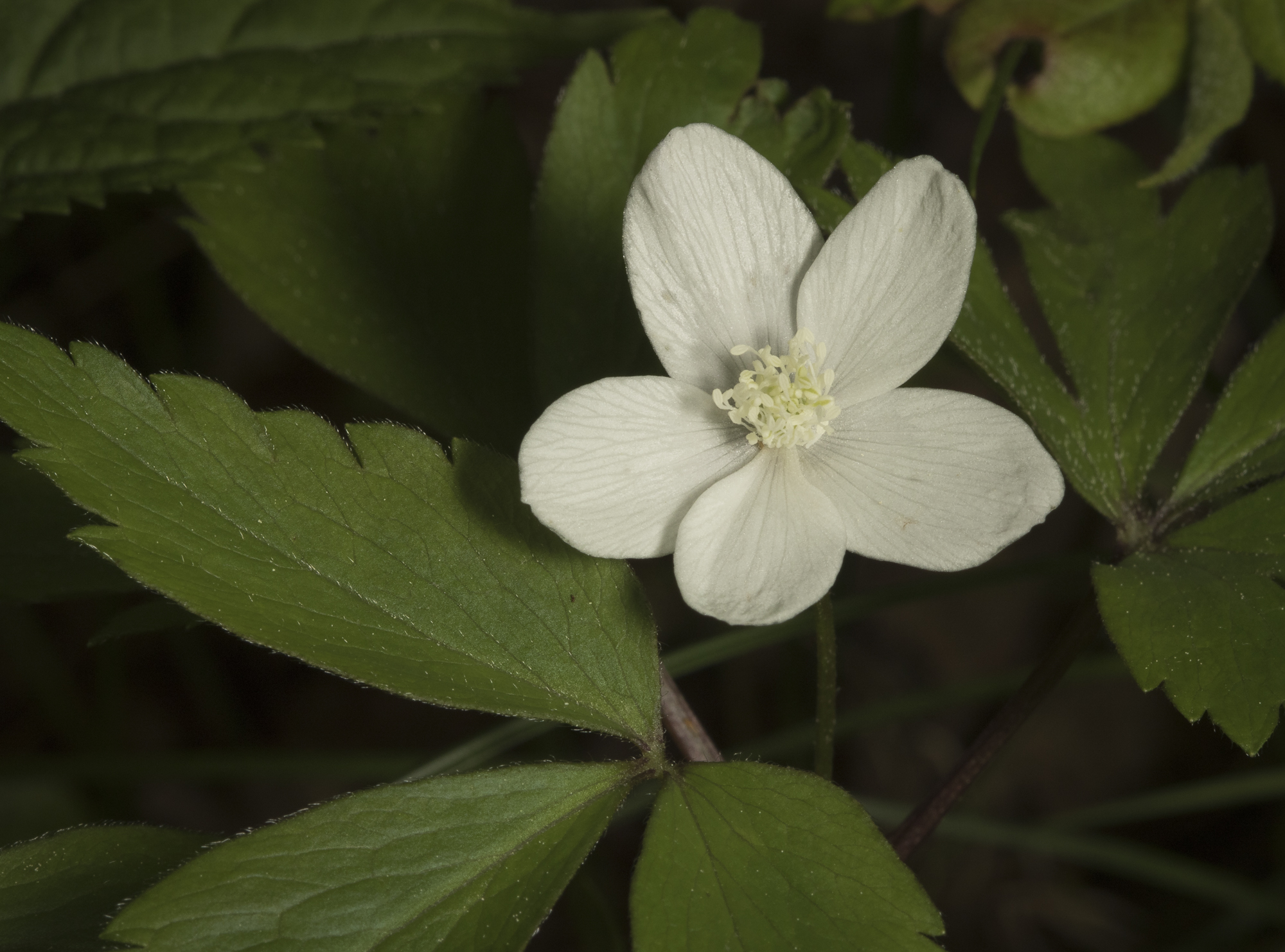 wood anemone