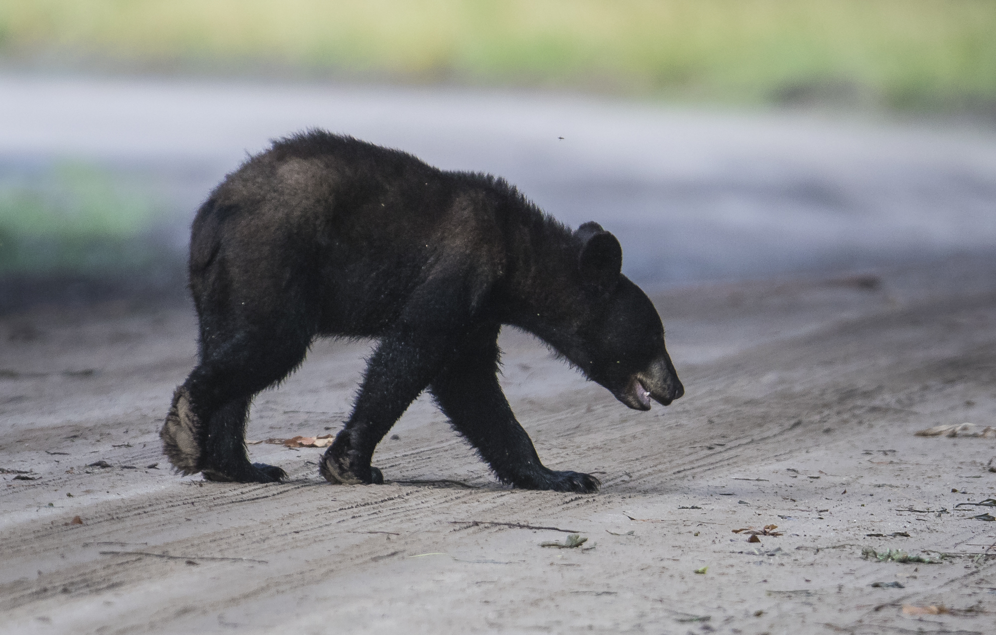 Young black bear crossing road 2