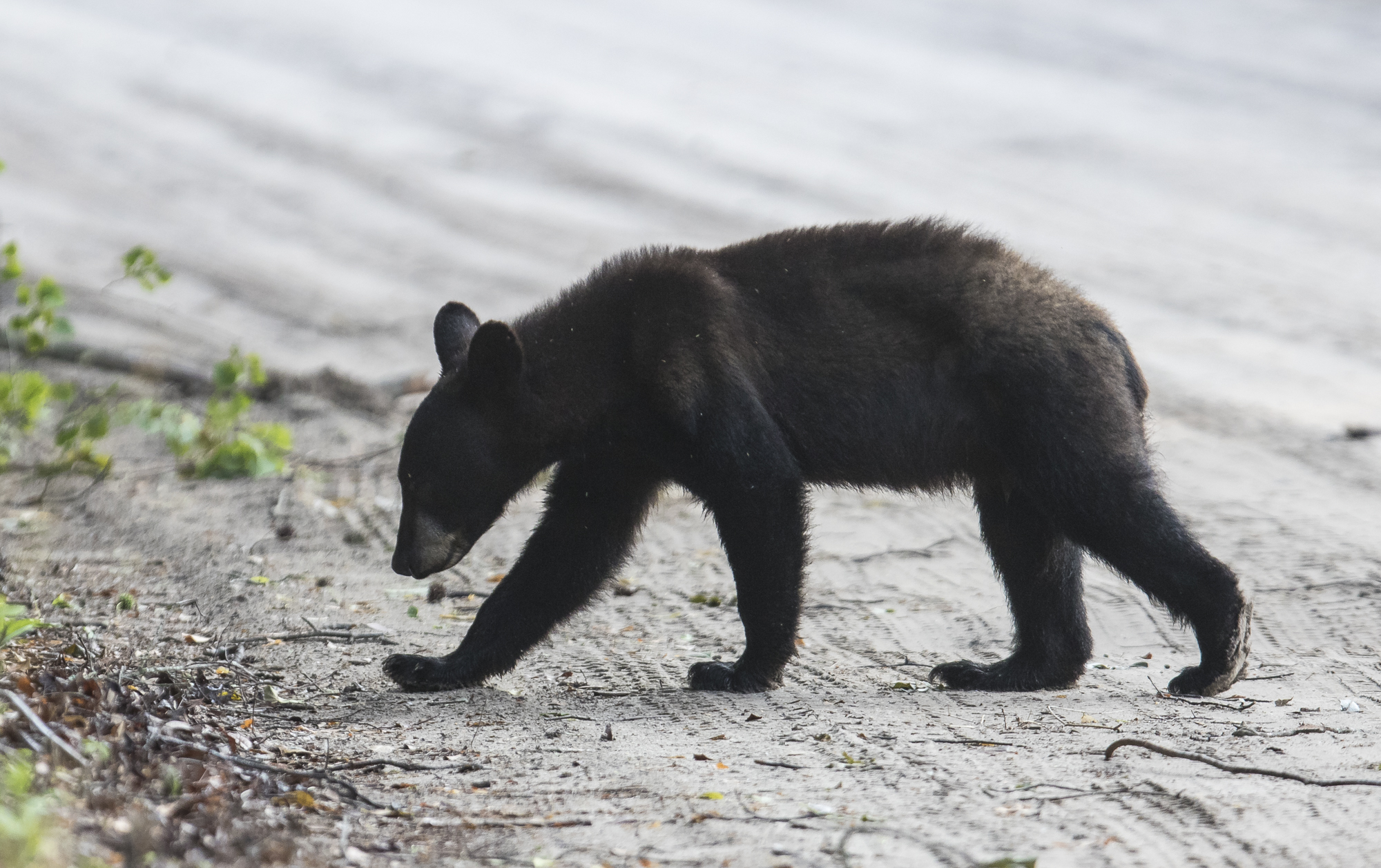 Young black bear crossing road