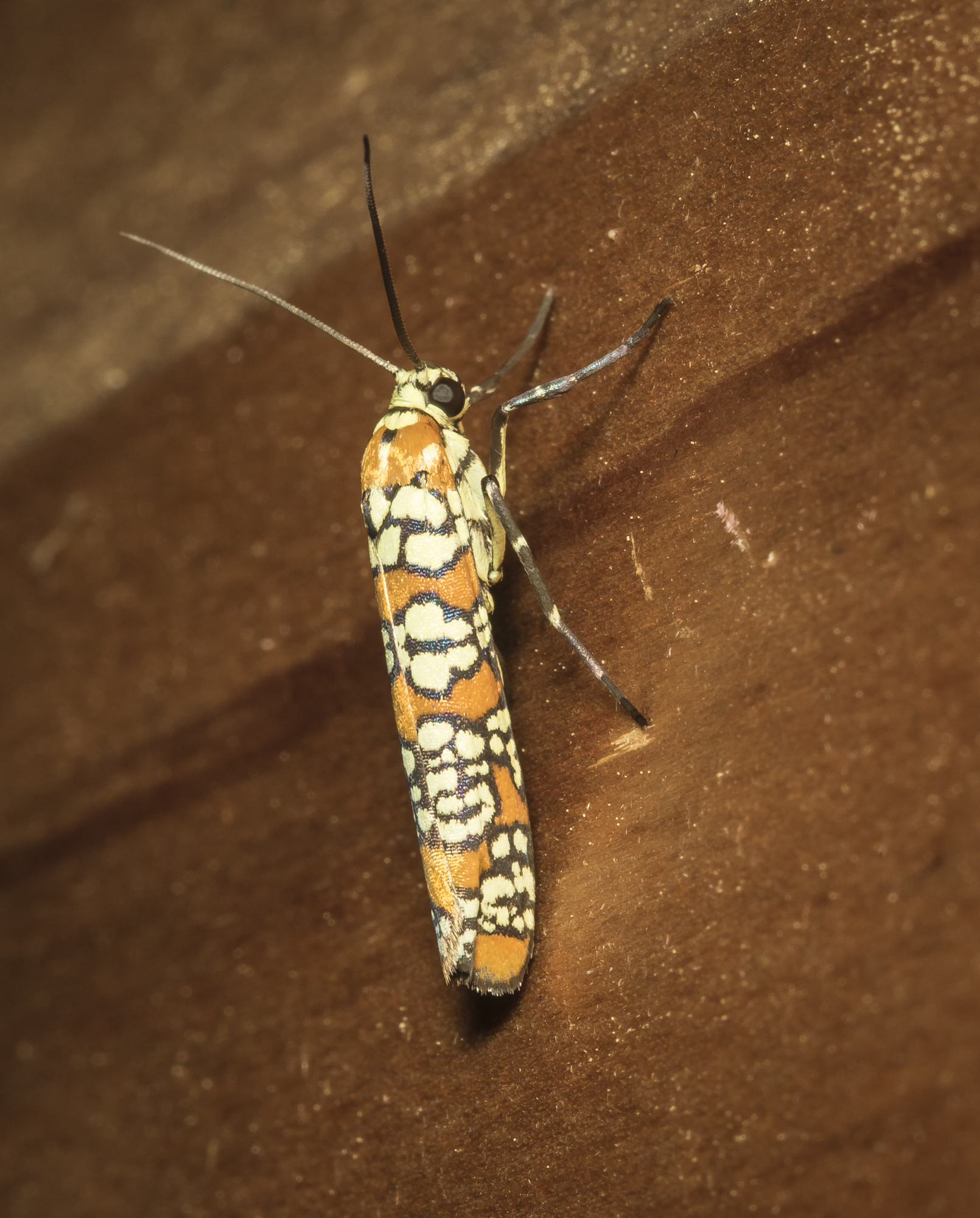 Ailanthus webworm moth