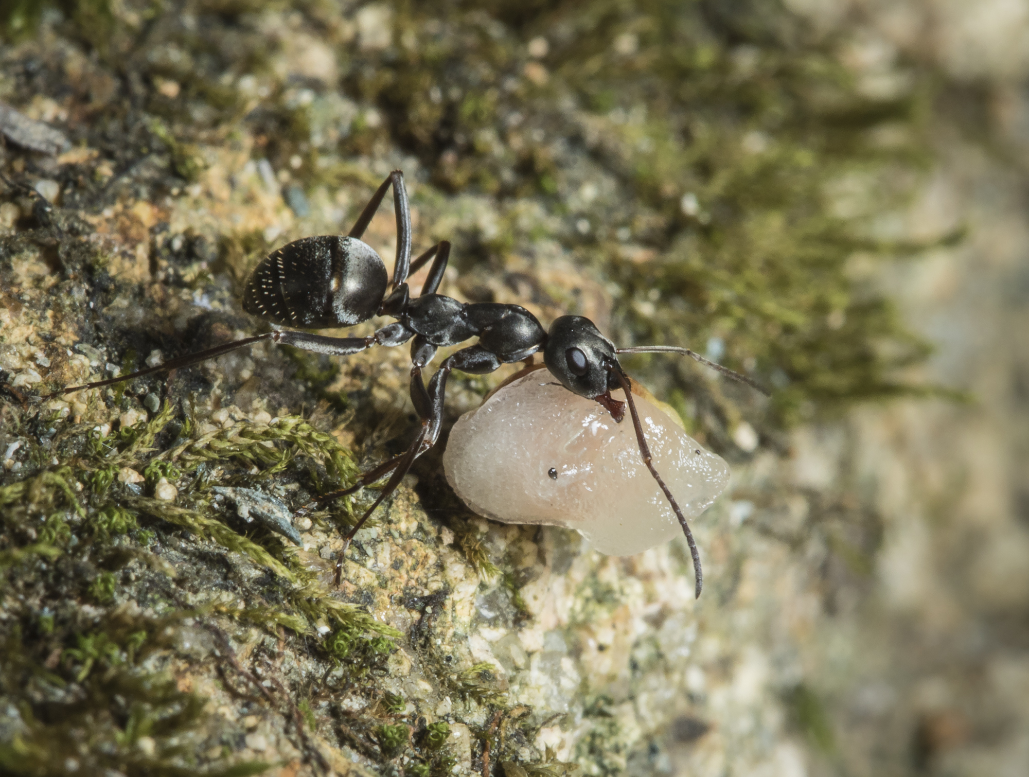 ant about to drop off steep edge of rock with seed