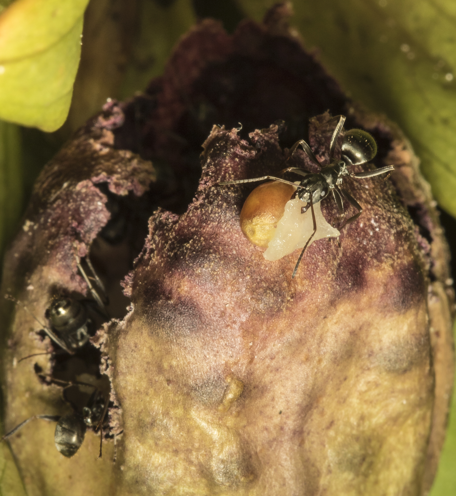 ant carrying seed out of seed pod