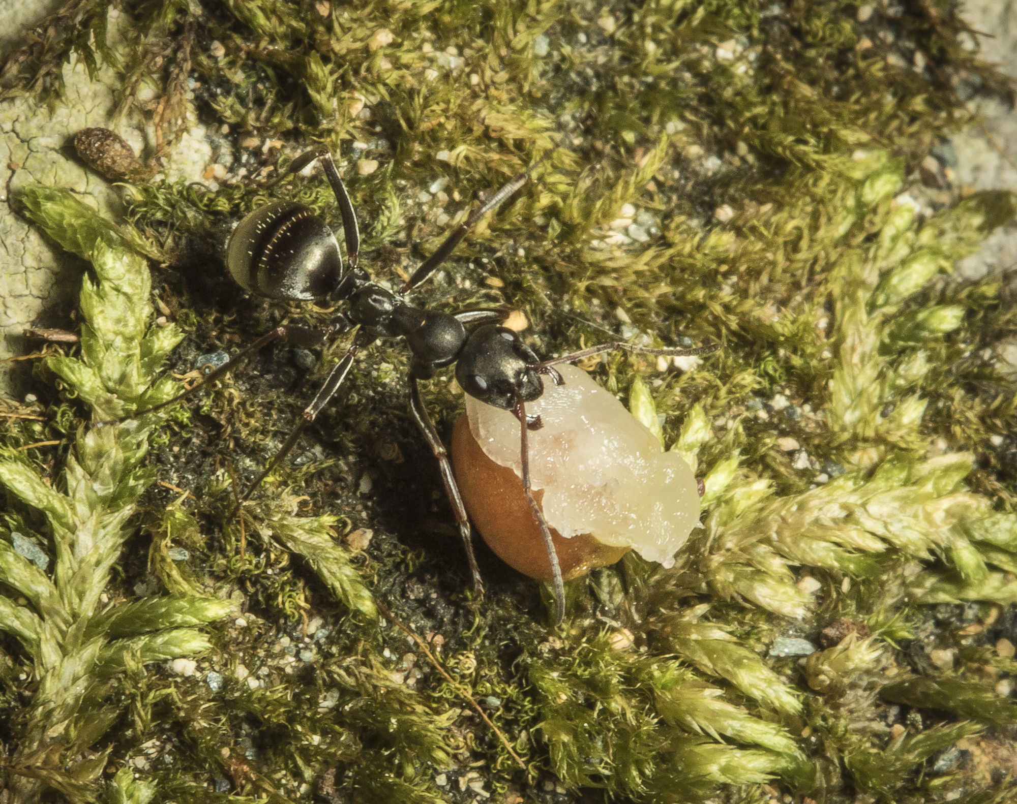ant carrying trilliun seed by the elaiosome