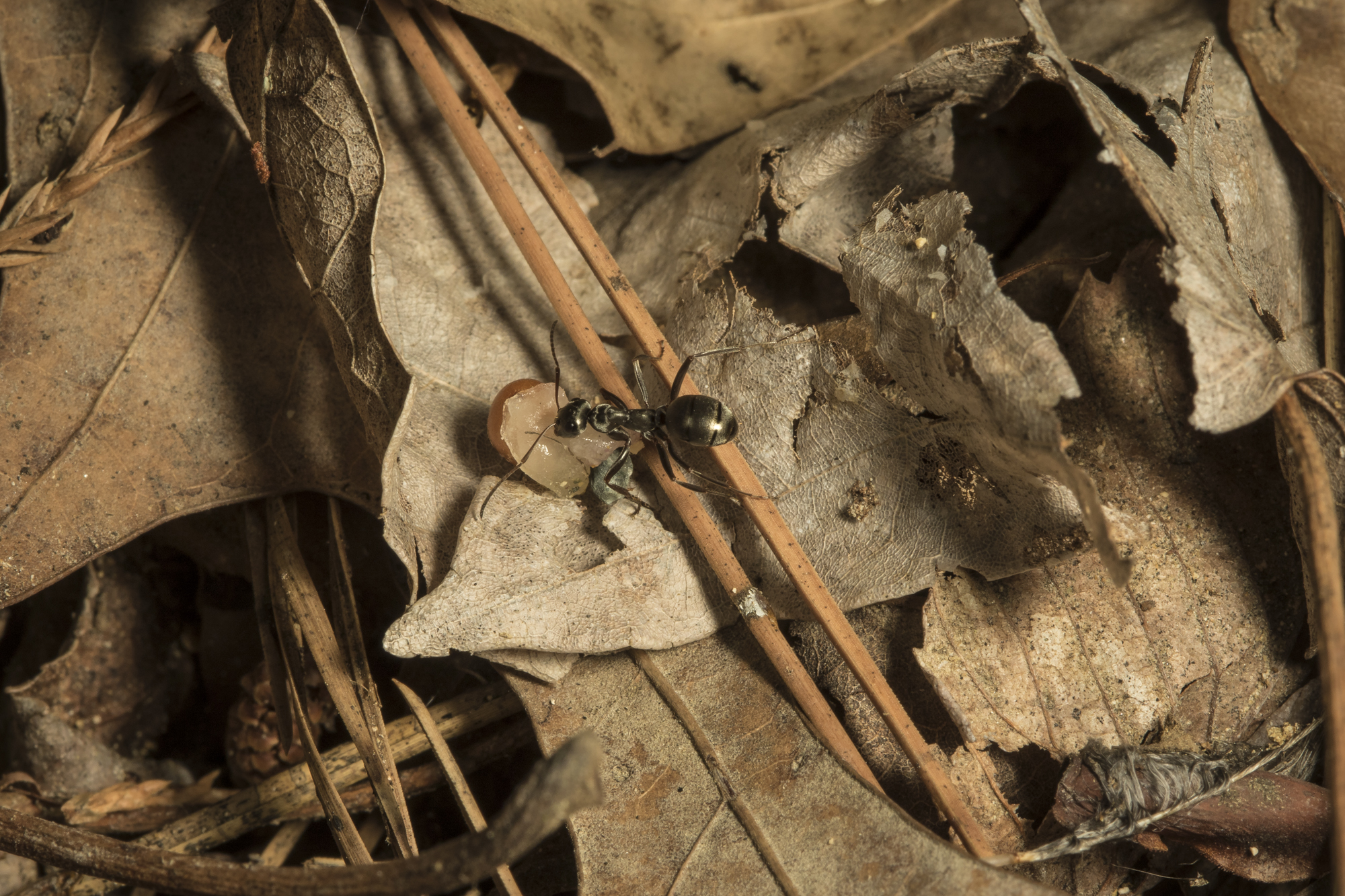 ant nearing nest entrance under leaves