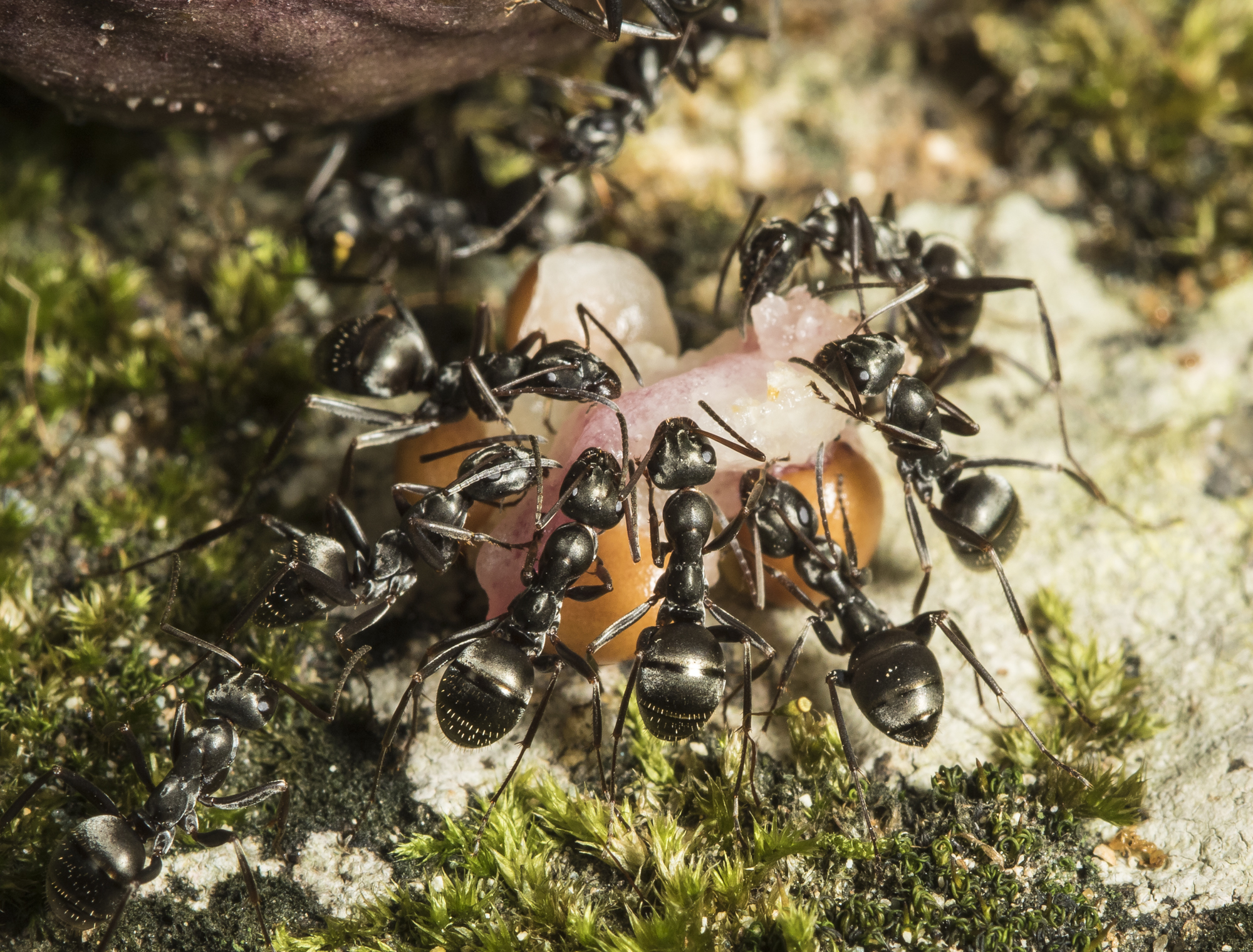 Ants on trillium seeds in Herb Garden