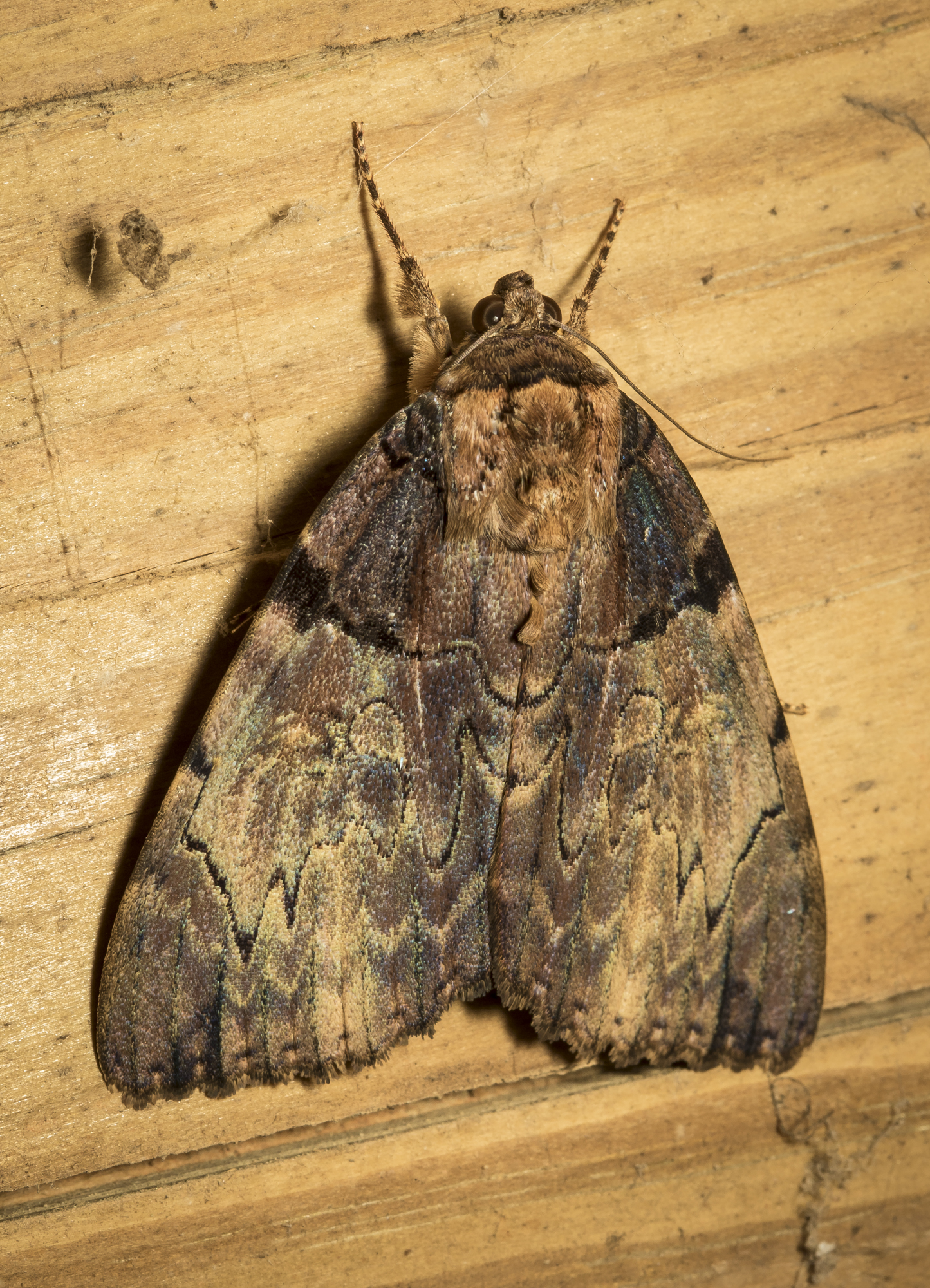 Clouded underwing
