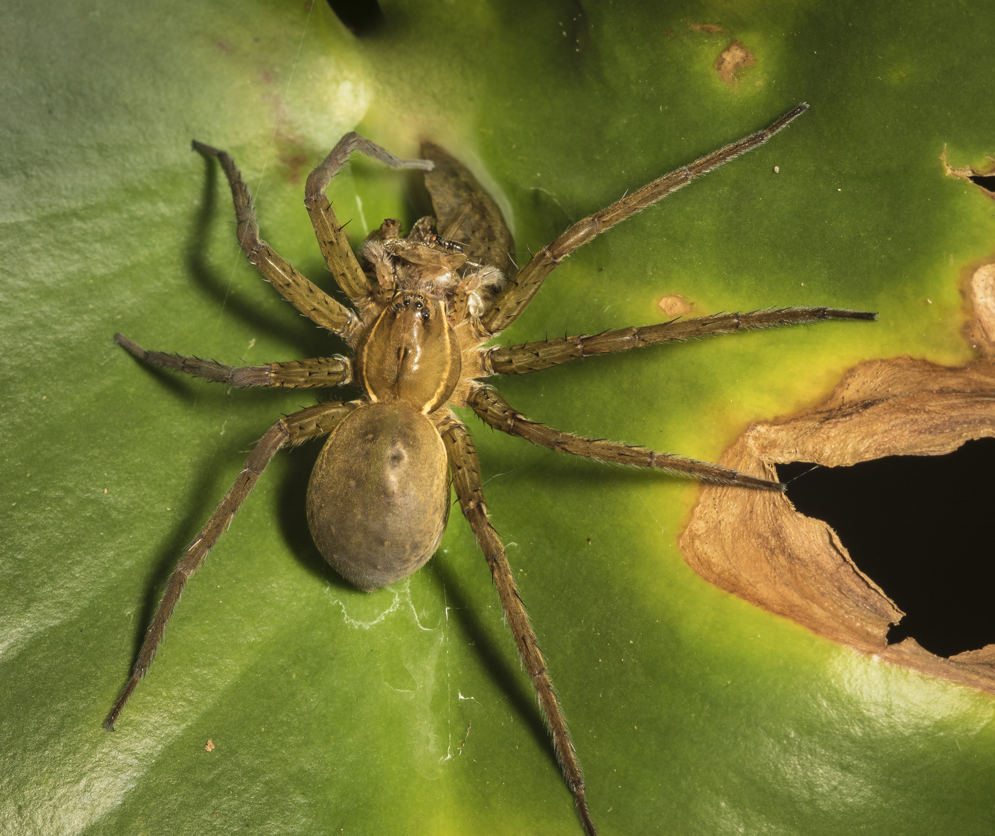 Fishing spider with dragonfly nymph prey