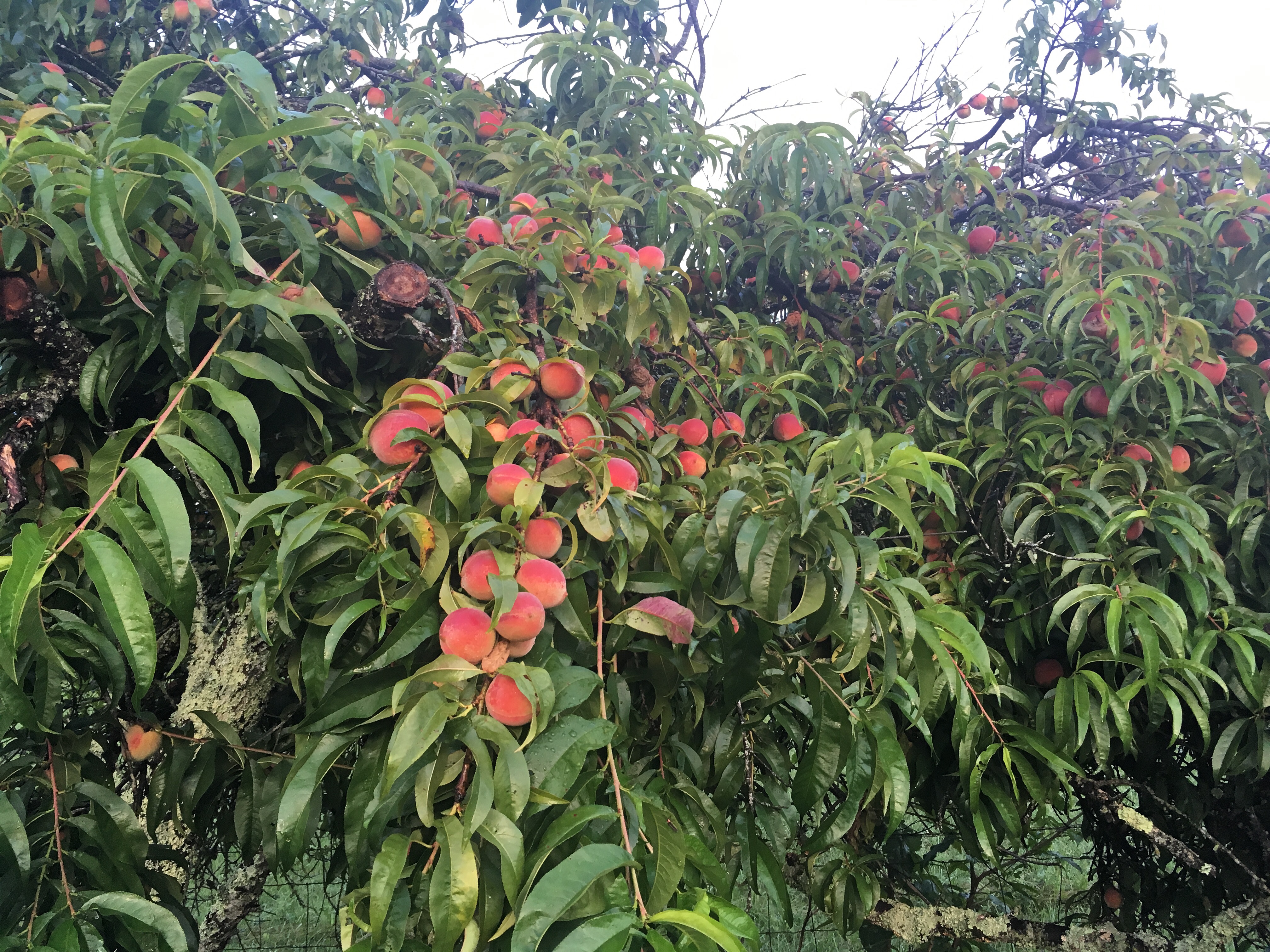 fruit tree