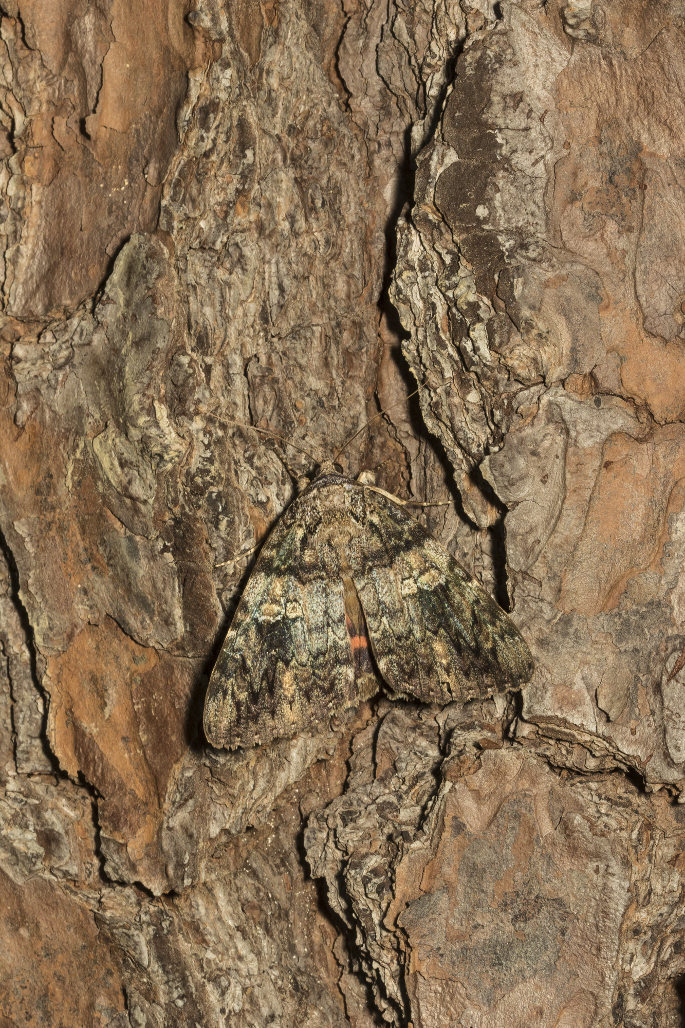 Ilia underwing on tree trunk