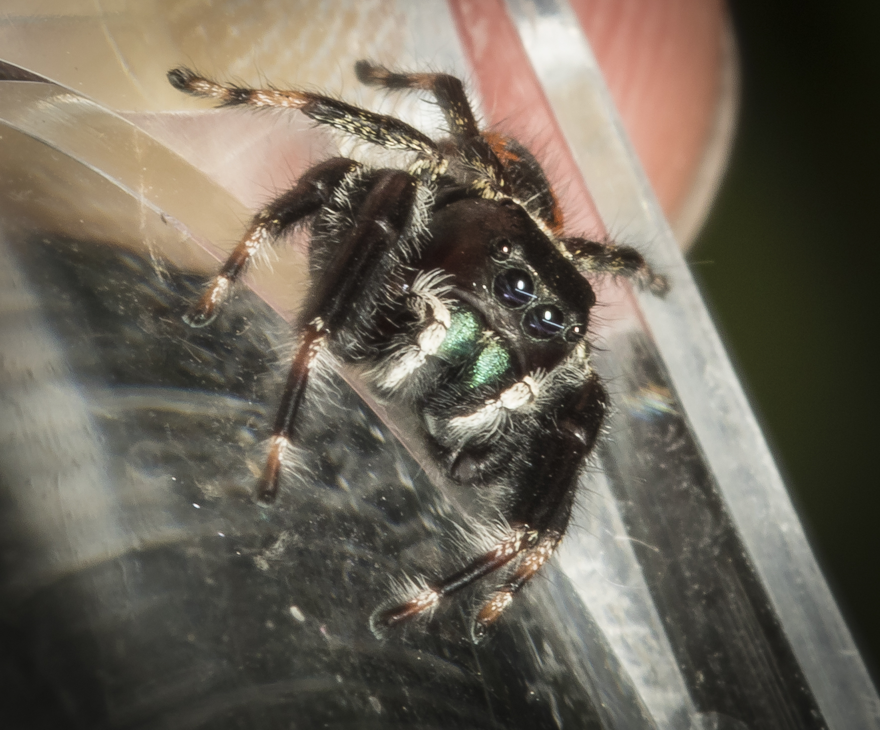 Jumping spider (Phidippus clarus?)