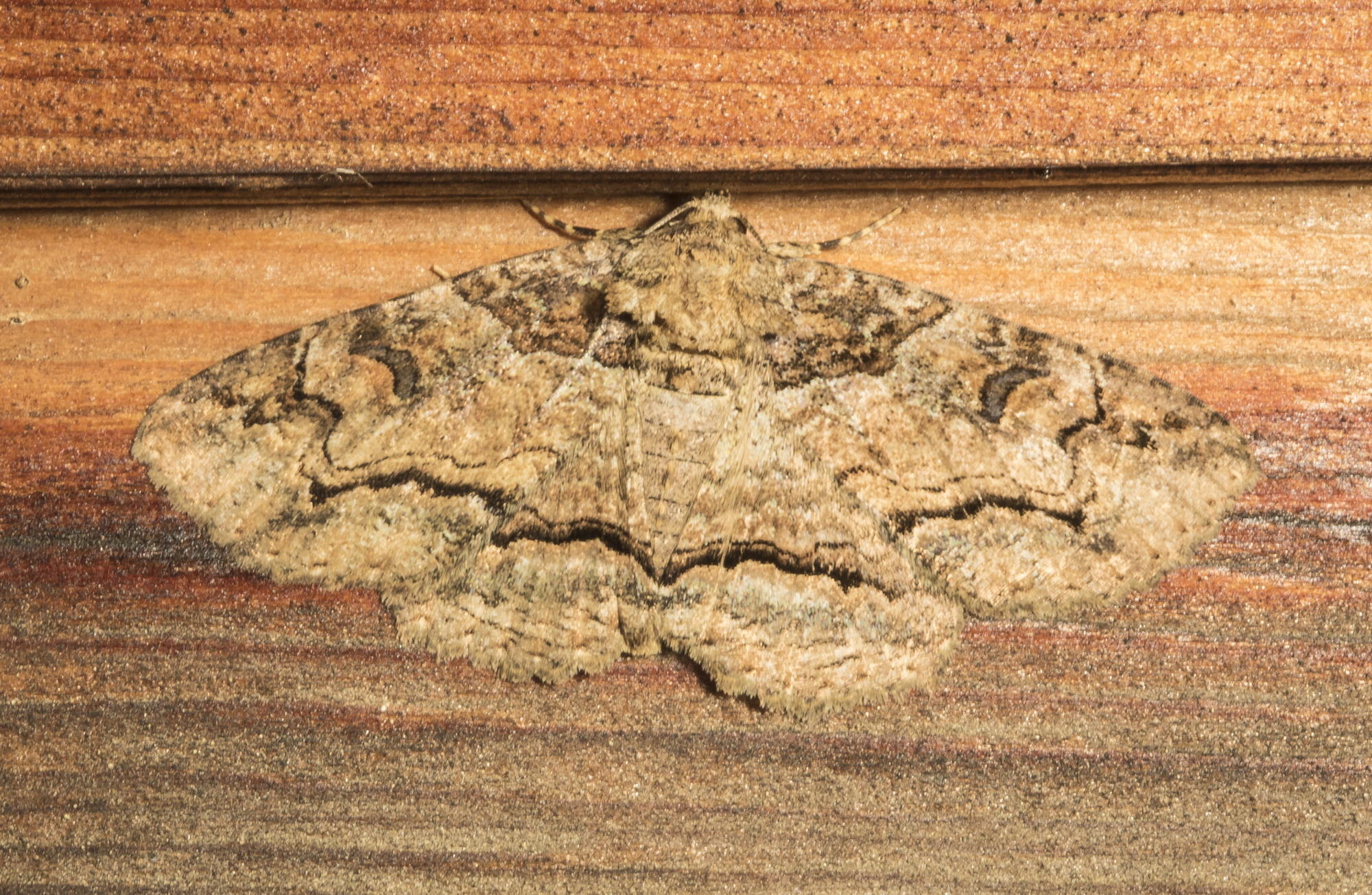 Maple zale moth, Zale galbanata