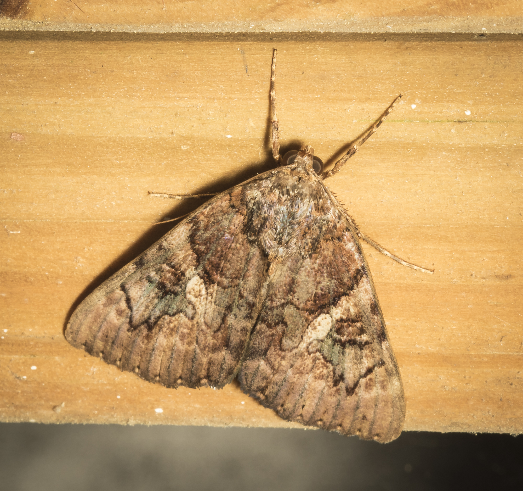 Penitent underwing, Catocala platrix