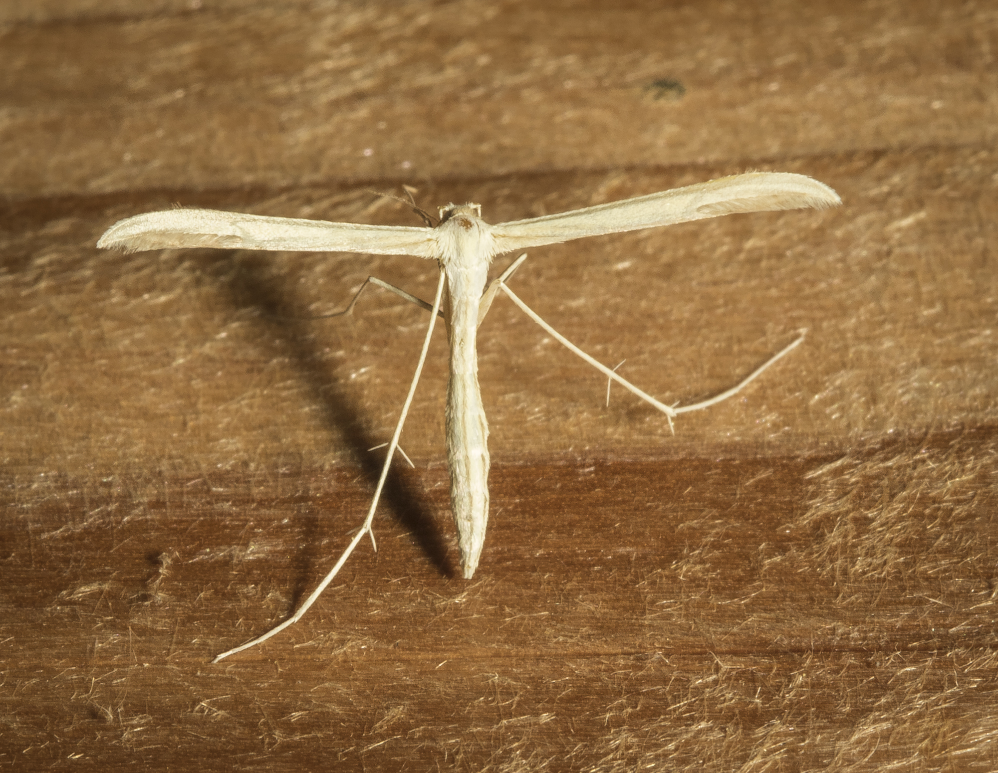 Plain Plume Moth, Hellinsia homodactylus