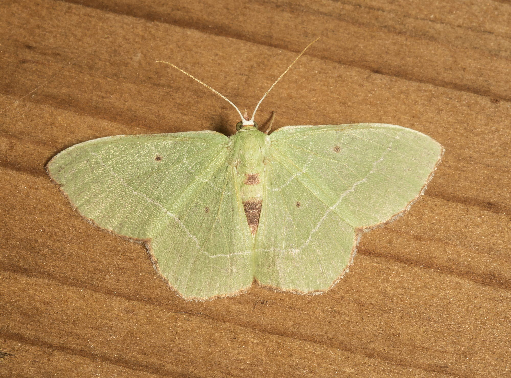 Red-bordered emerald, Nemoria lixaria