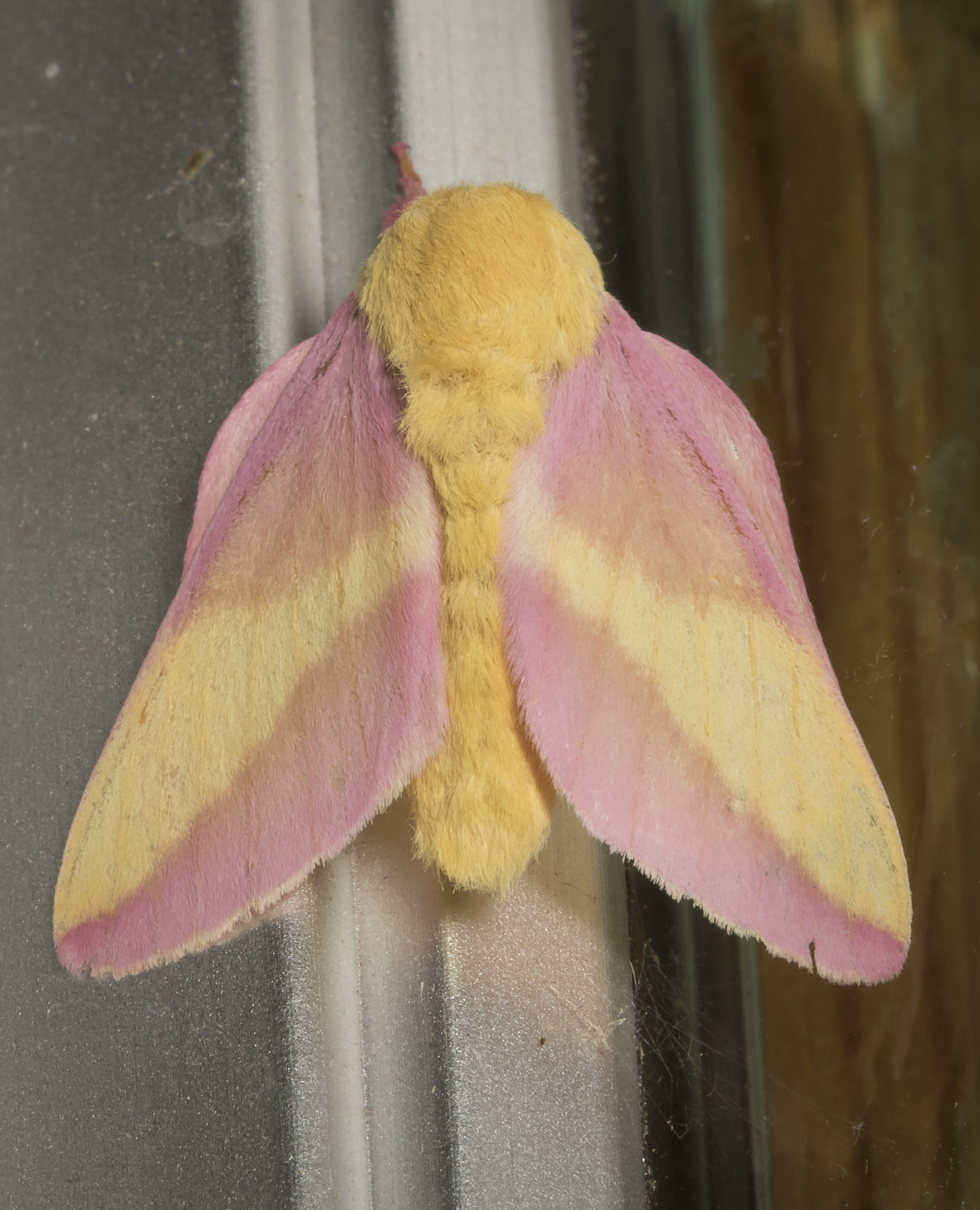 Rosy maple moth