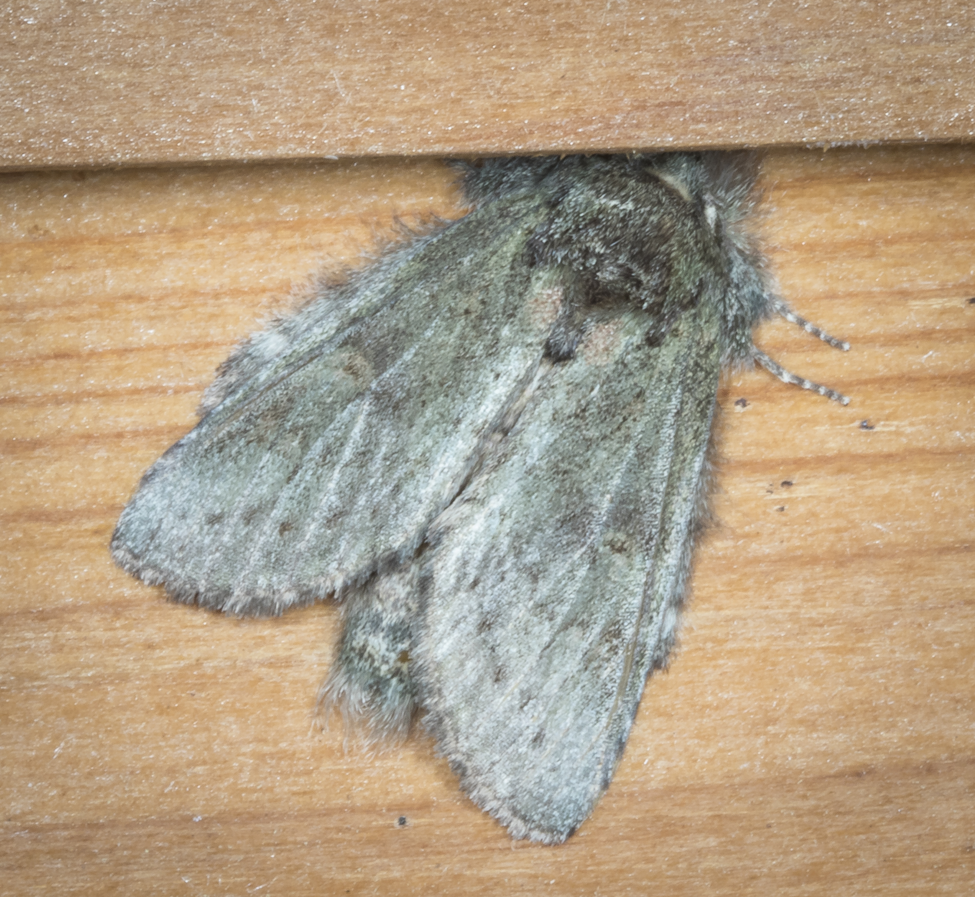 Saddled prominent moth, Heterocampa guttivitta