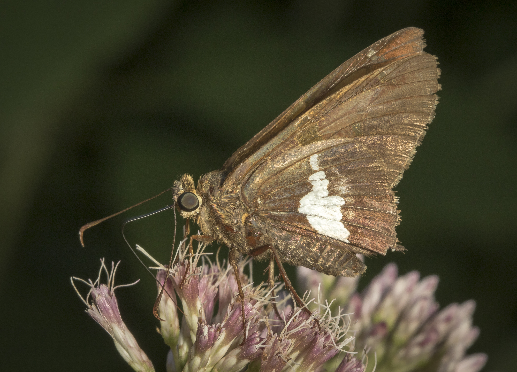 Silver-spotted skipper