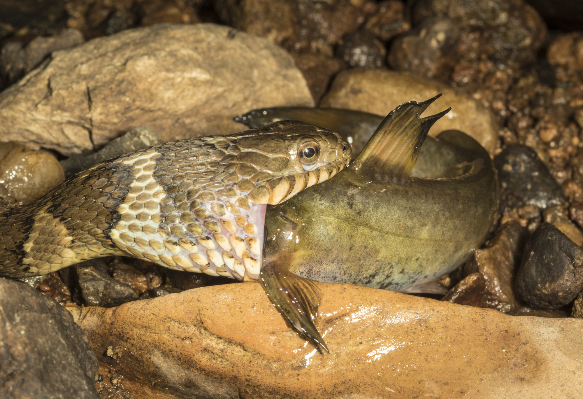 Snake eating catfish close up