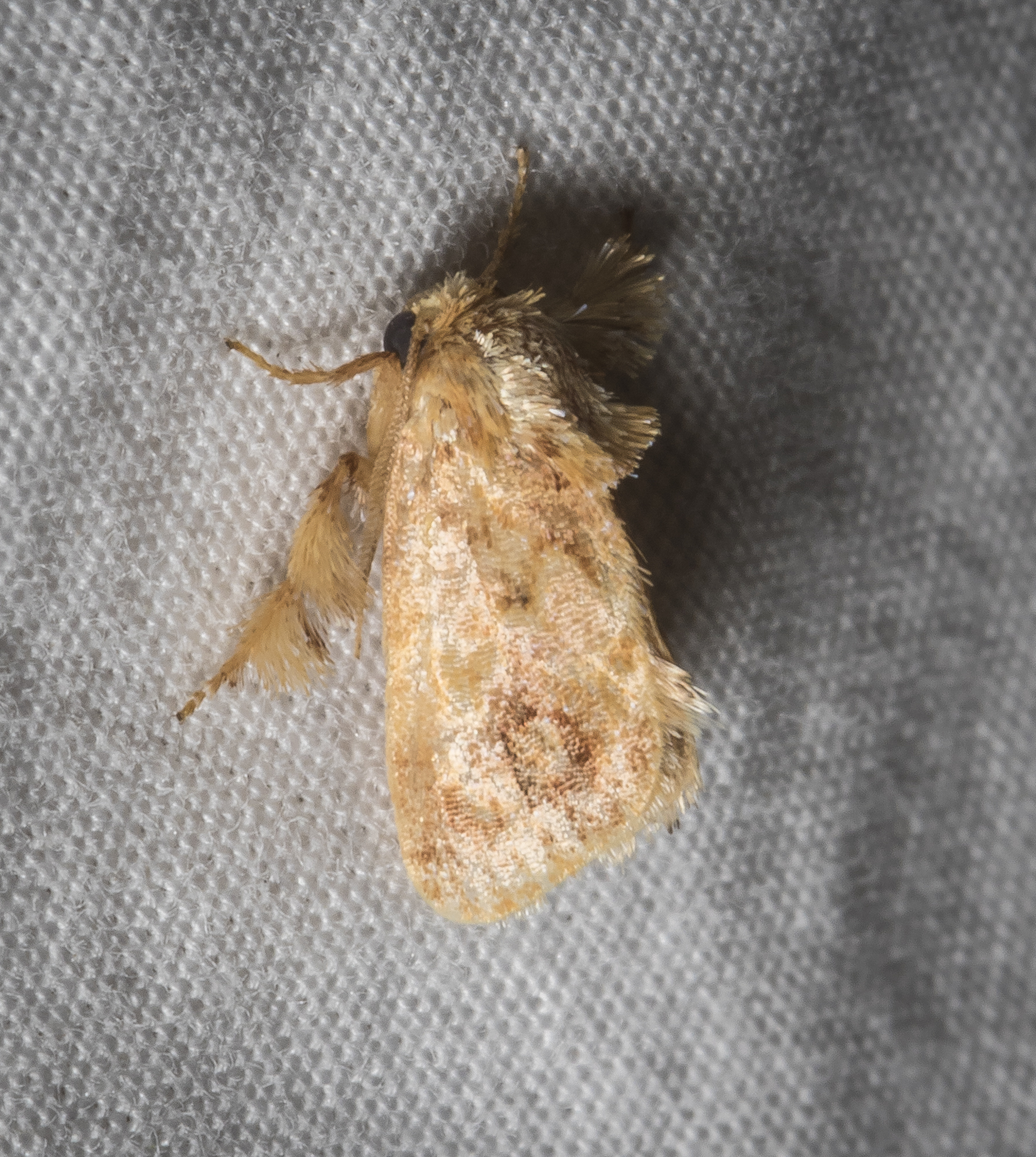 Spun glass slug moth, Isochaetes beutenmuelleri