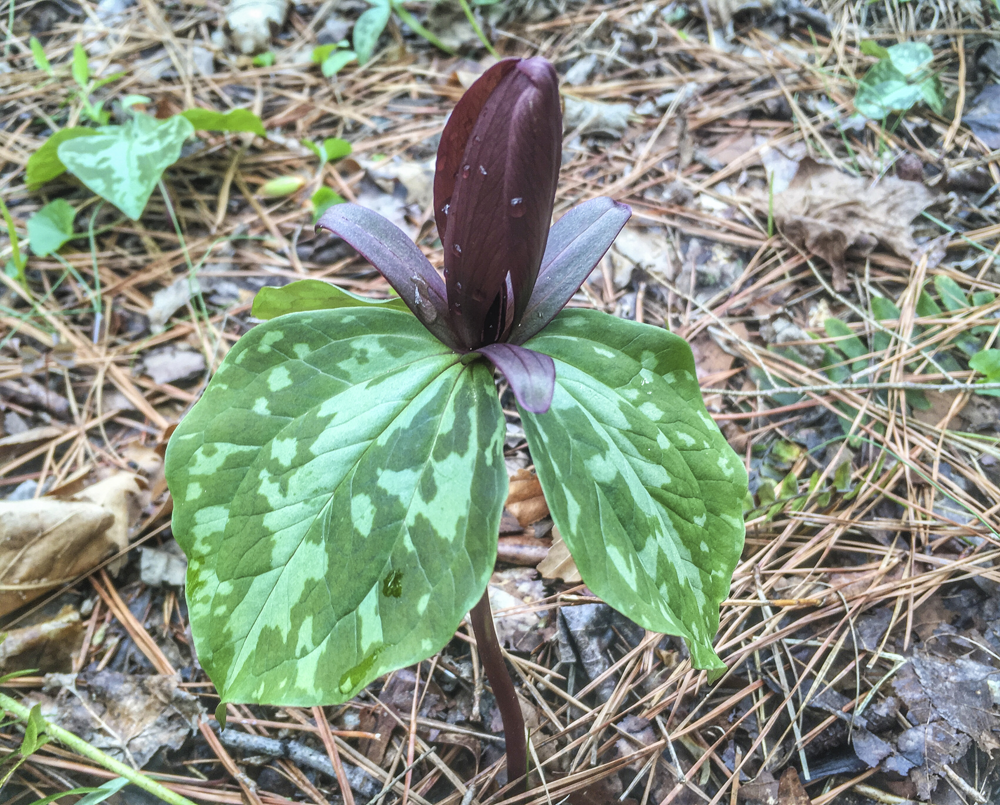 Trillium cuneatum